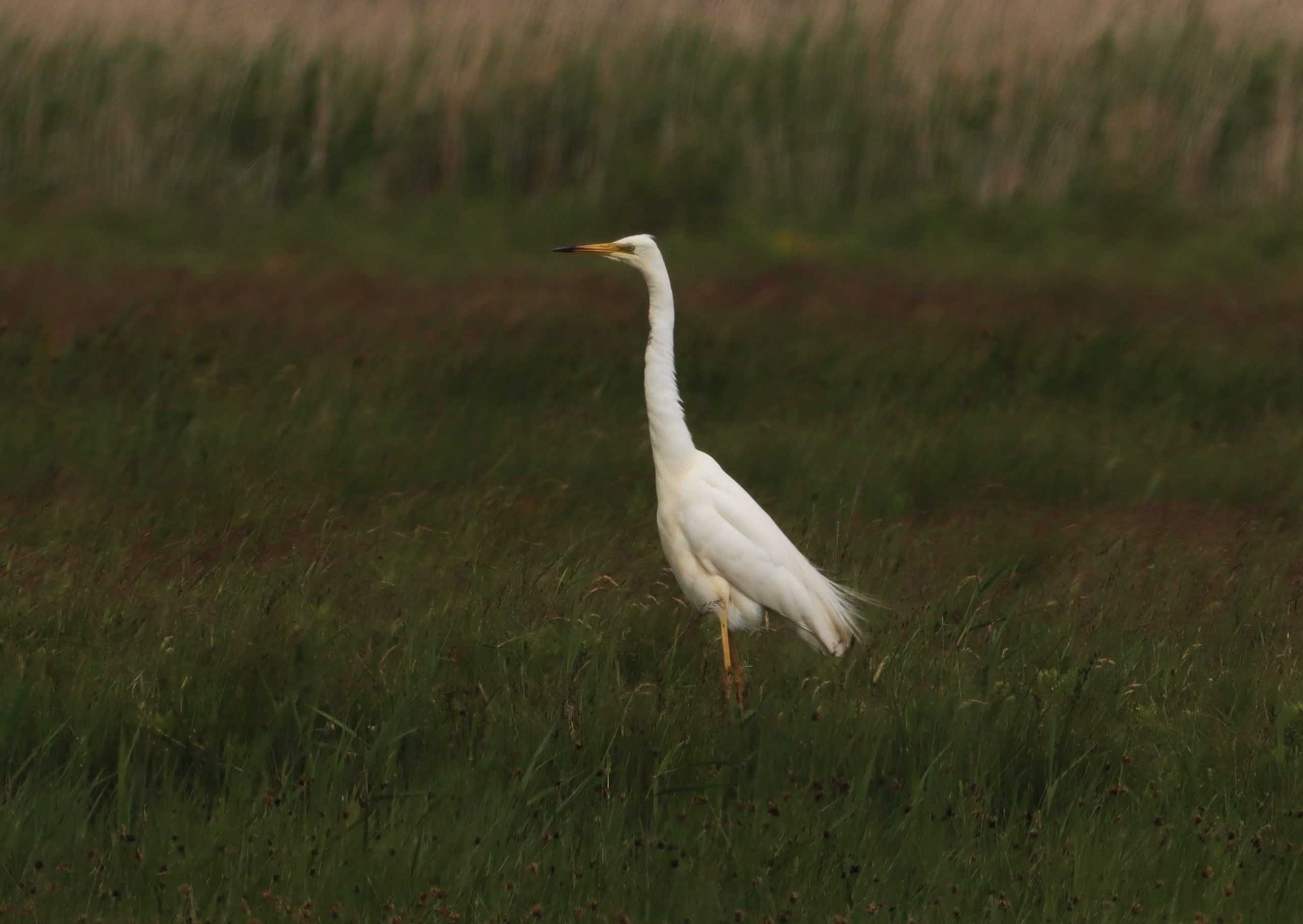 Great White Egret - 07-06-2026