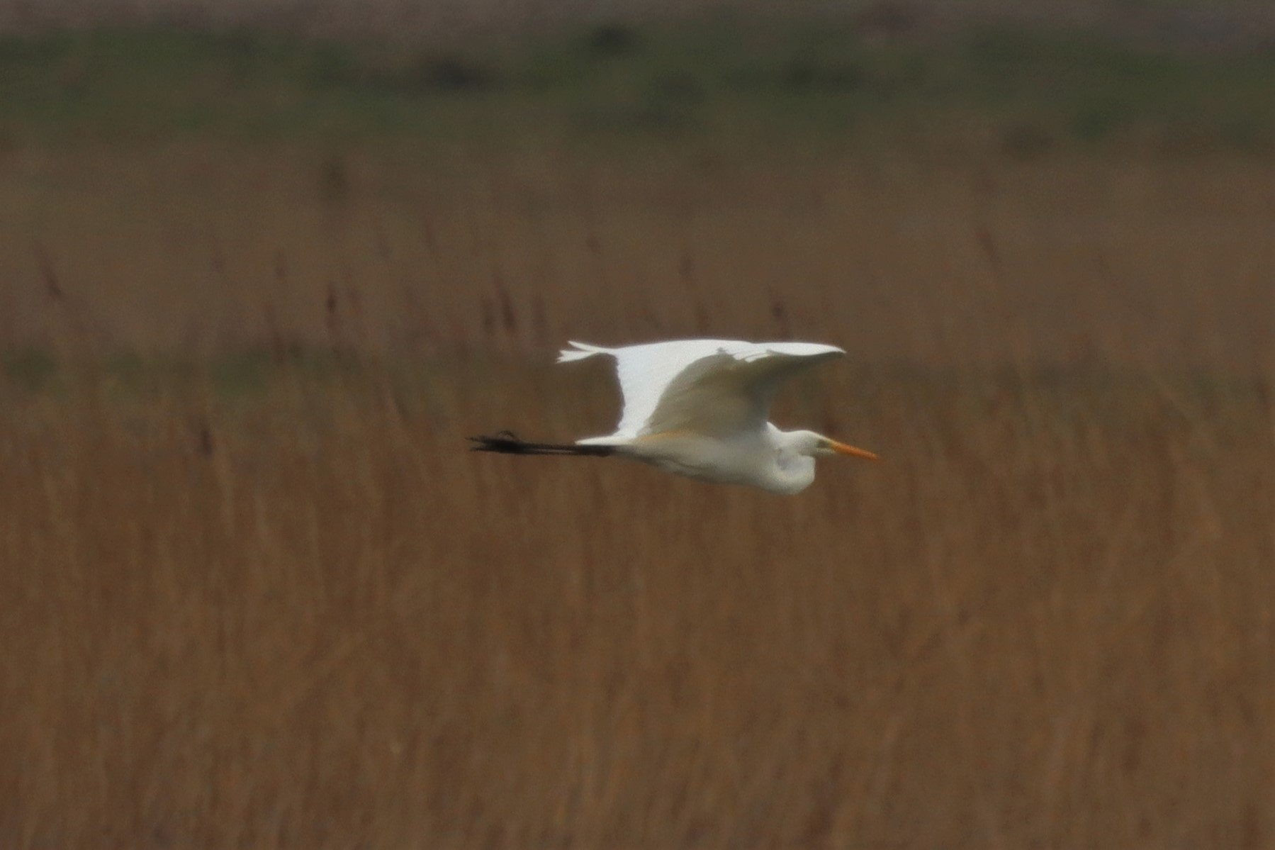 Great White Egret - 21-03-2021