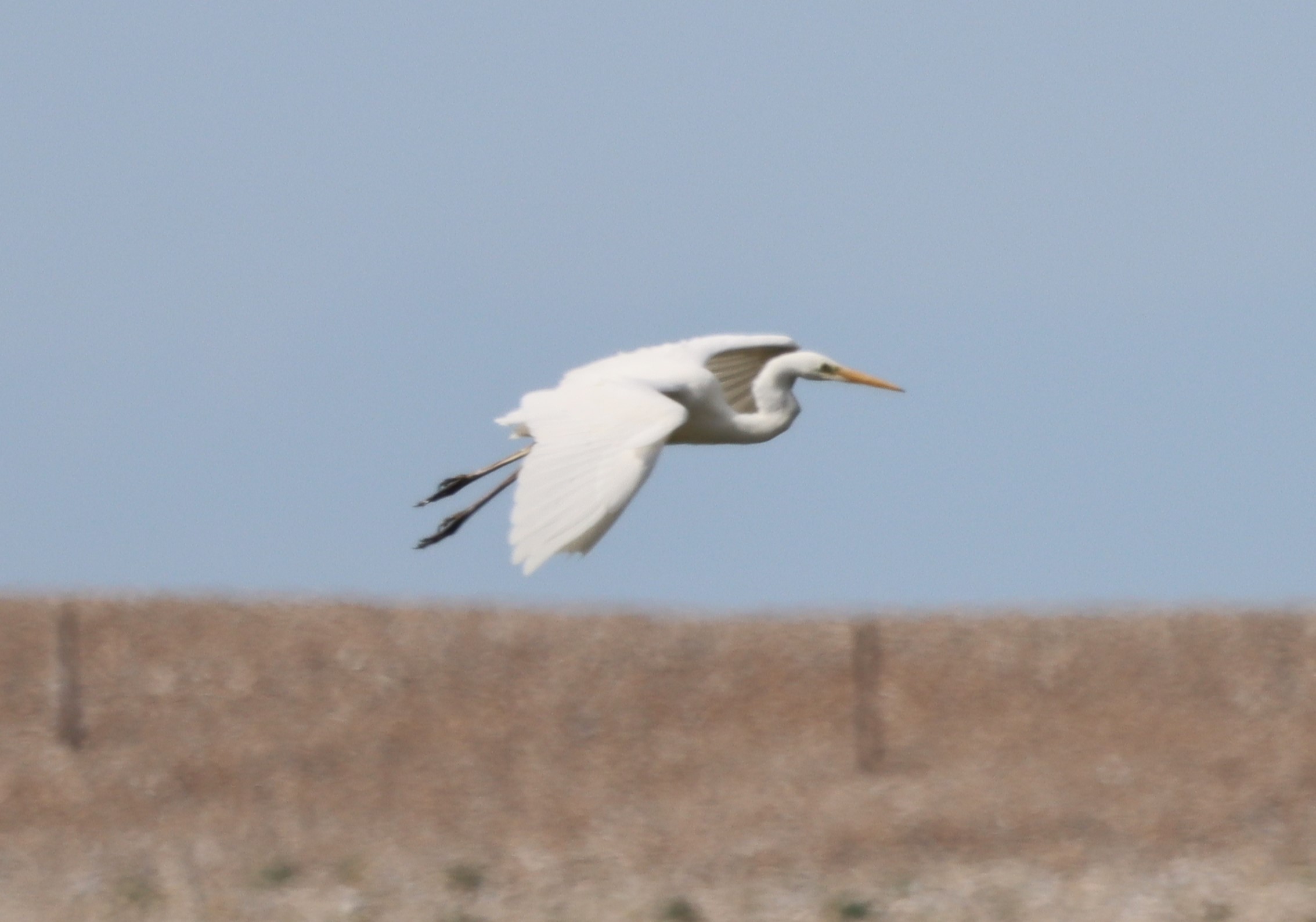 Great White Egret - 05-05-2023