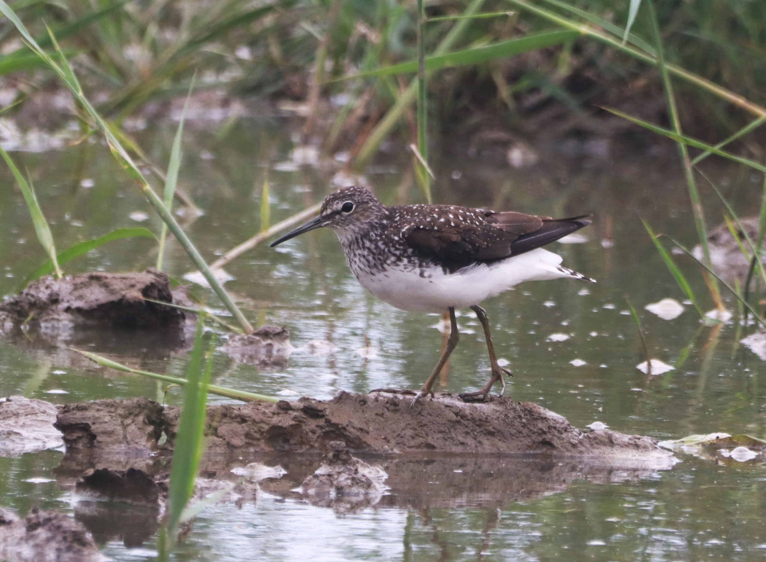 Green Sandpiper - 18-07-2026