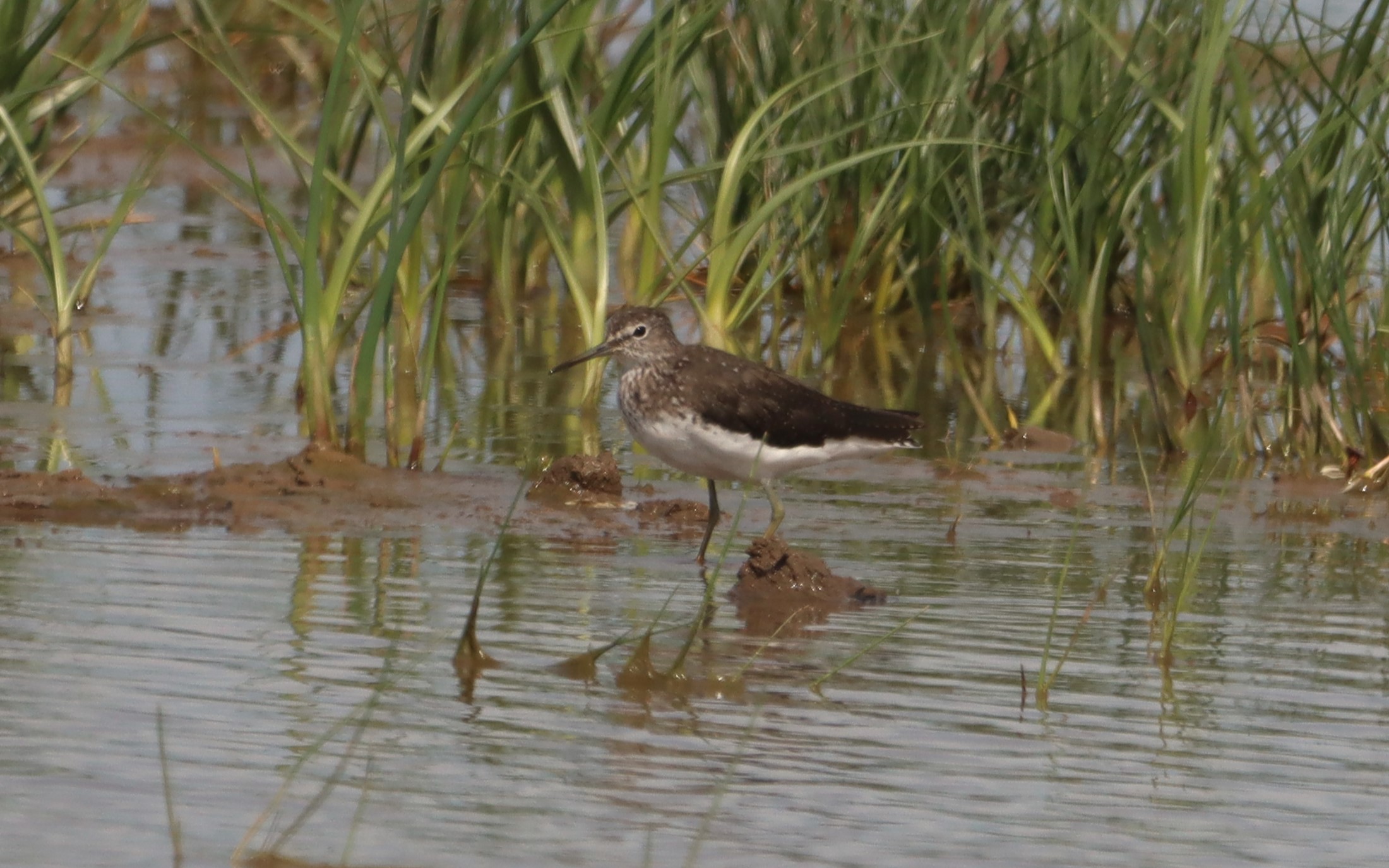 Green Sandpiper - 02-08-2025