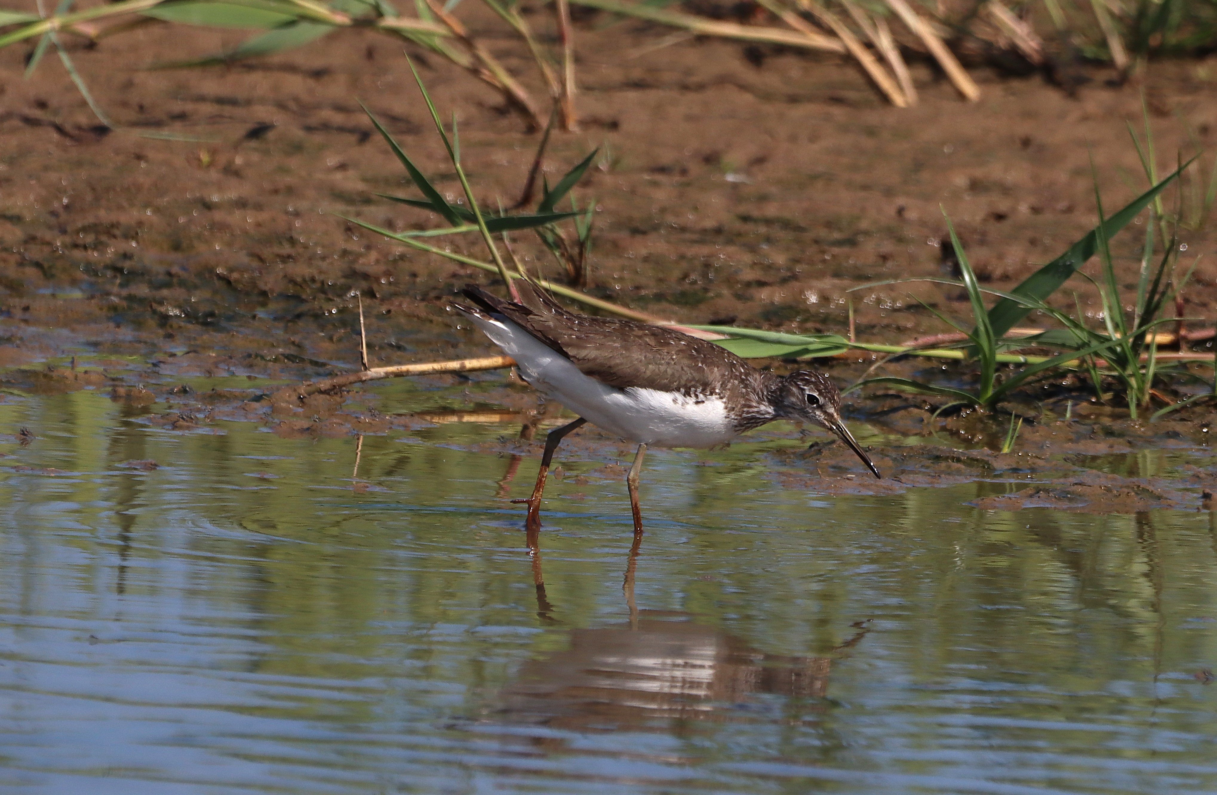 Green Sandpiper - 22-06-2025
