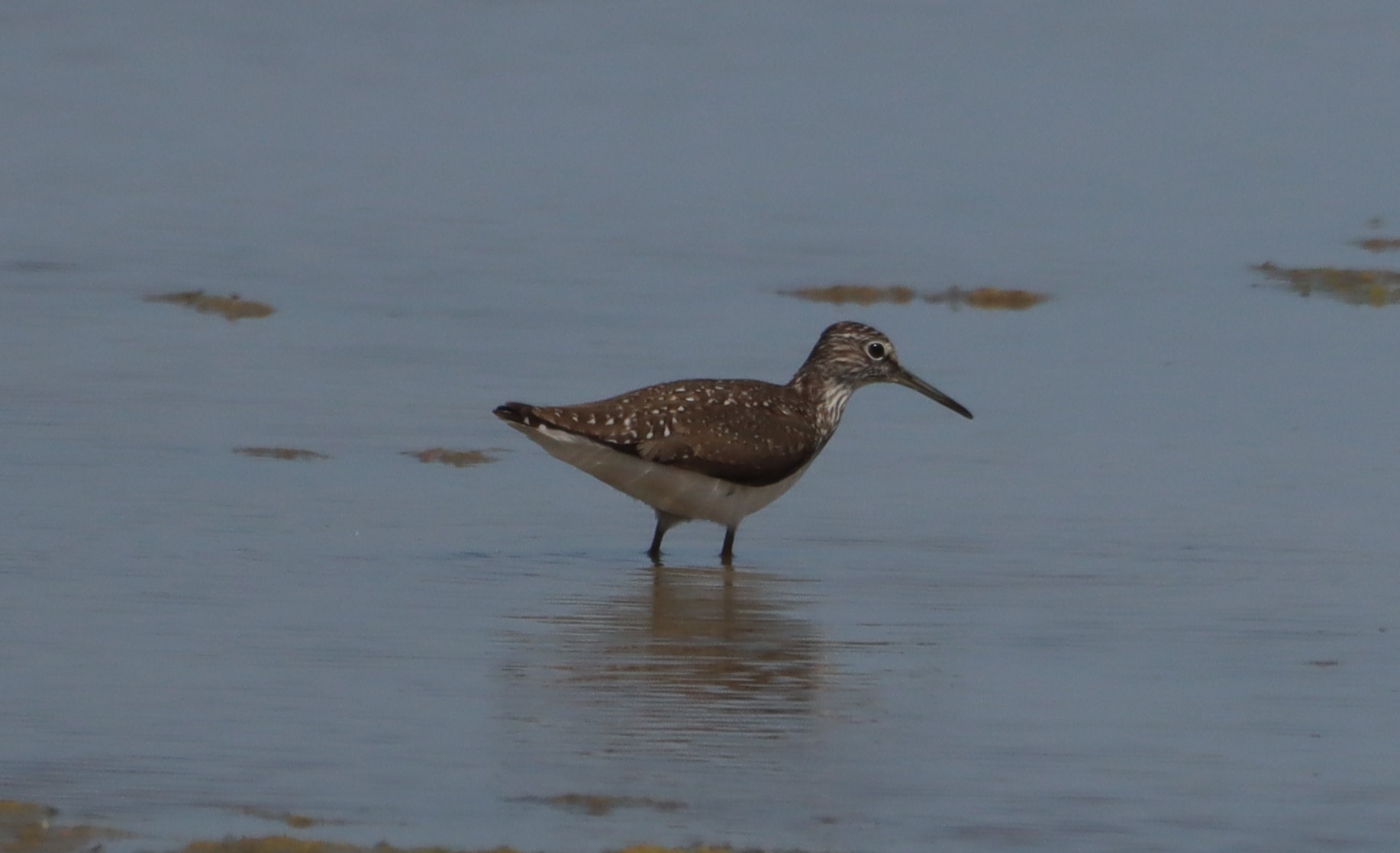 Green Sandpiper - 27-06-2026