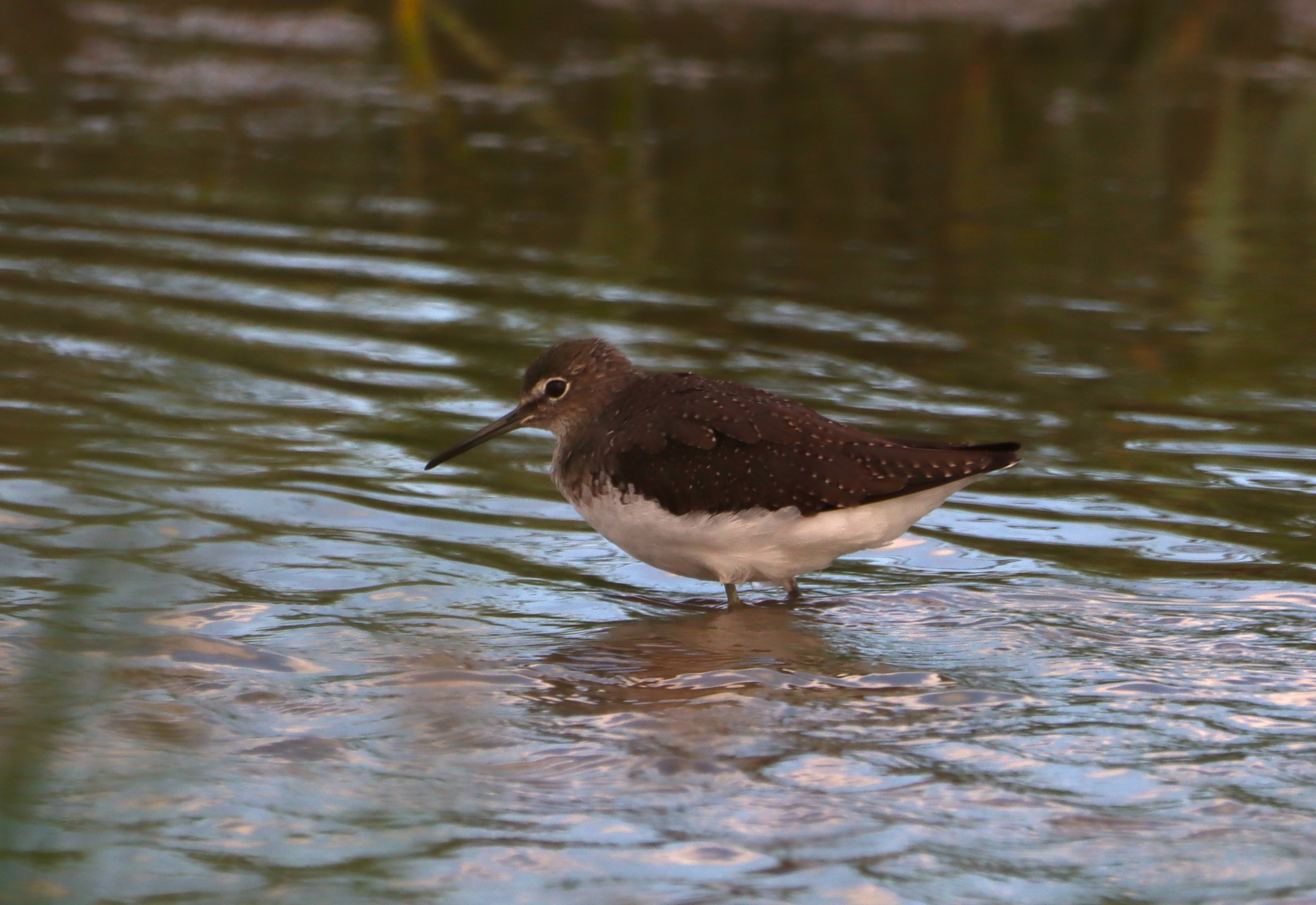 Green Sandpiper - 09-08-2025