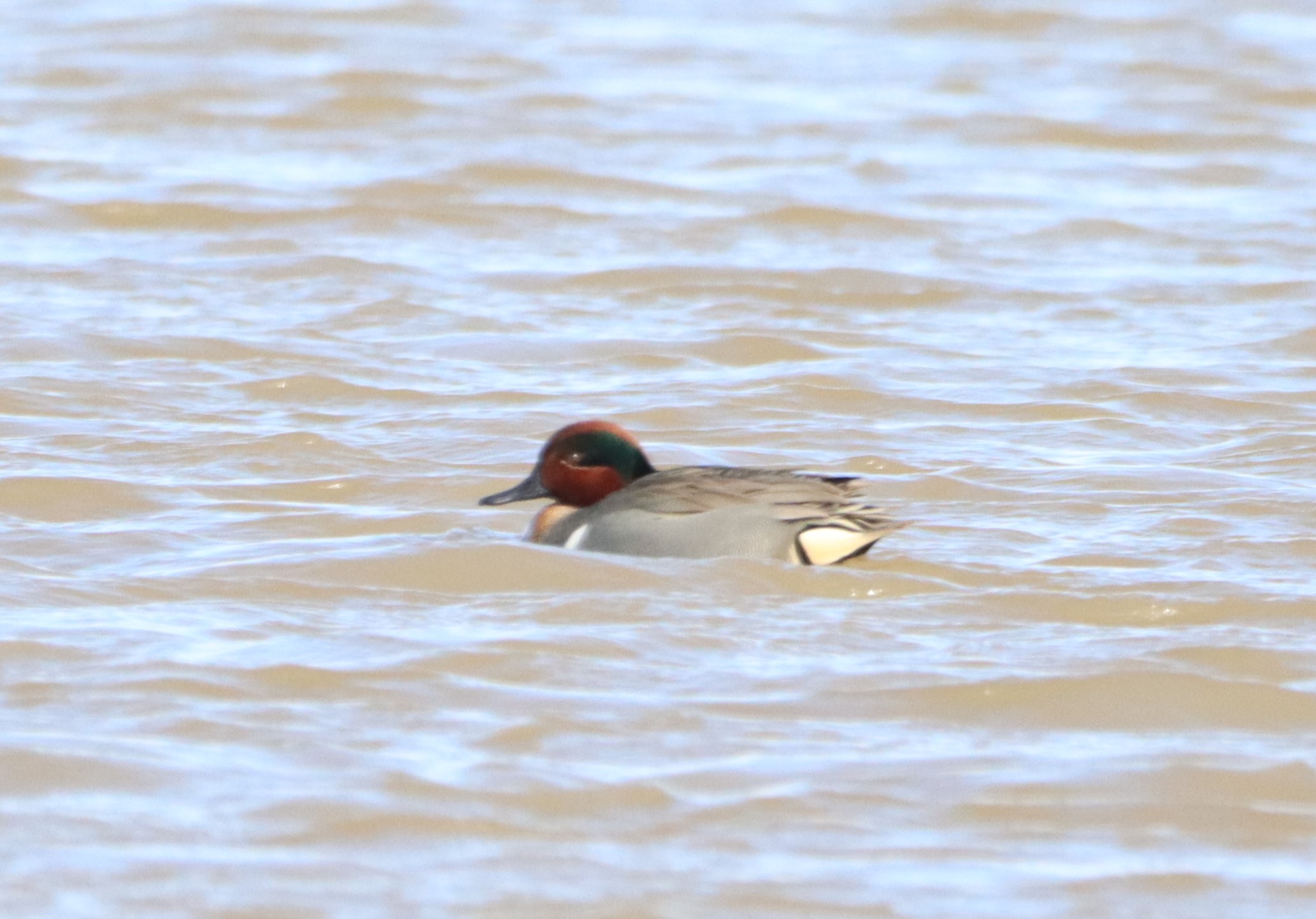 Green-winged Teal - 24-04-2024