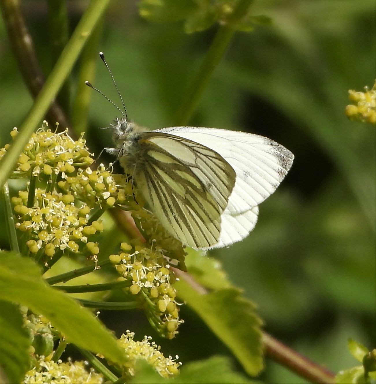 Green-veined White - 18-05-2021