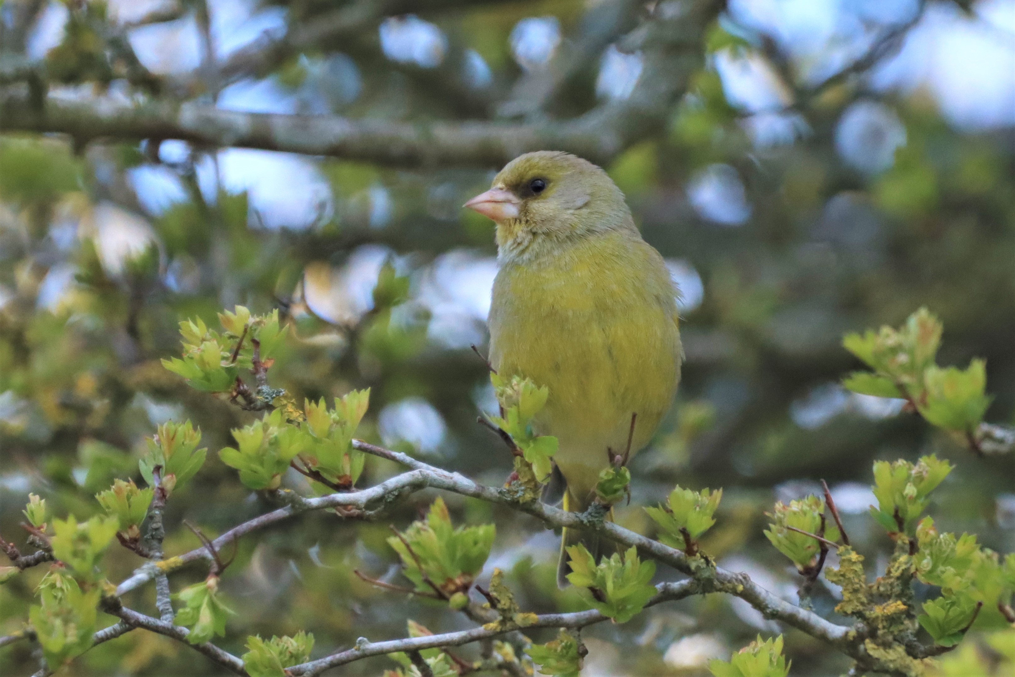 Greenfinch - 13-04-2021