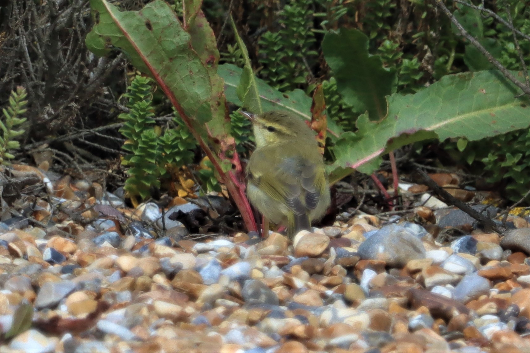 Greenish Warbler - 23-08-2021