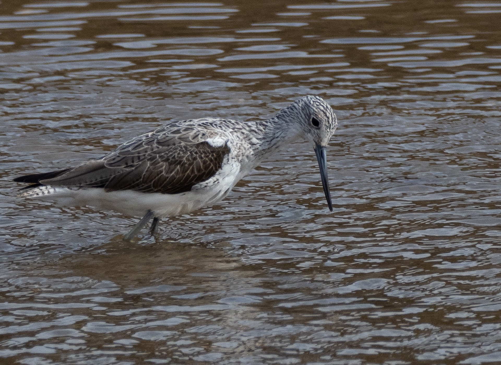 Greenshank - 08-04-2021