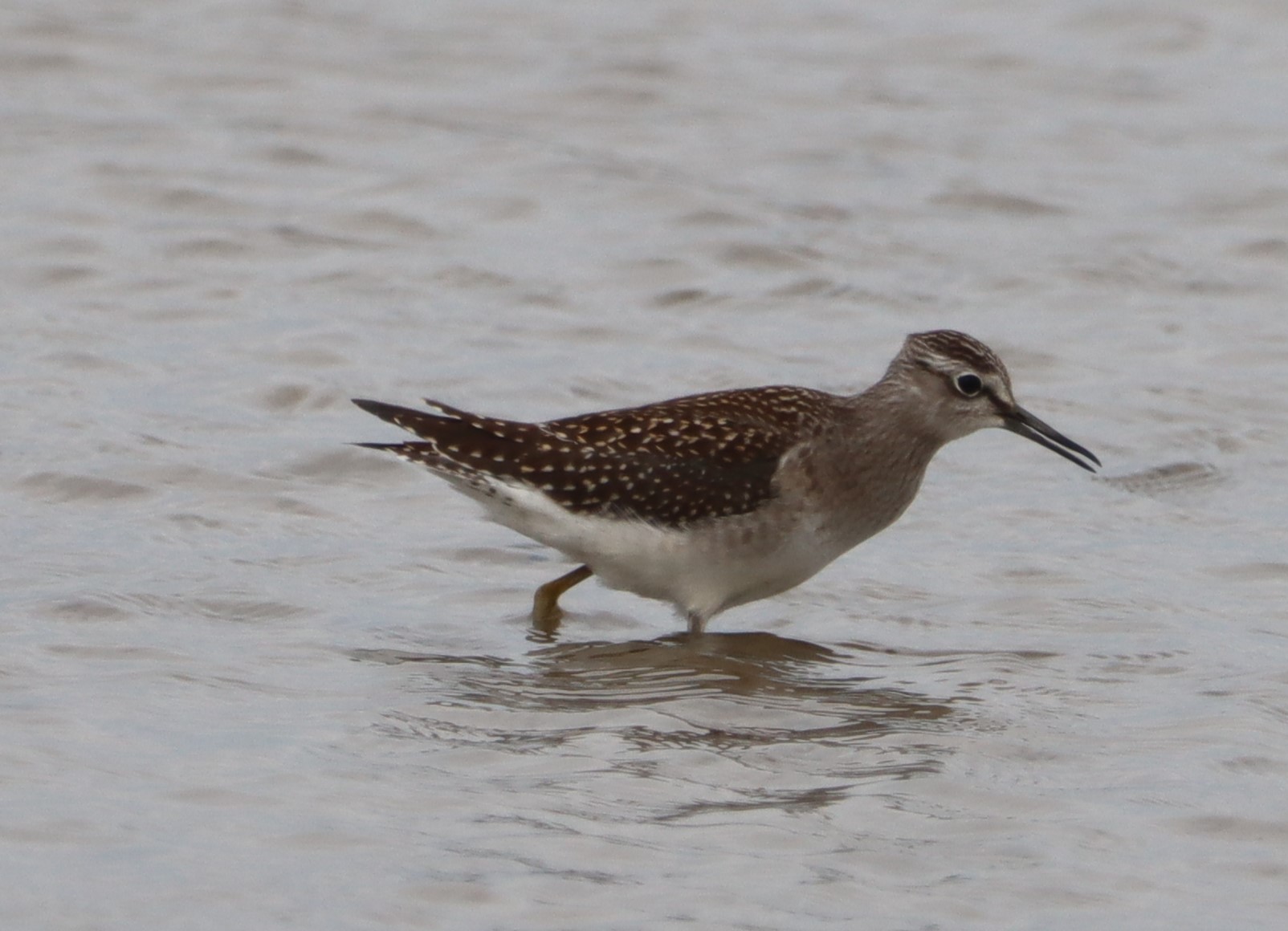 Greenshank - 01-08-2023