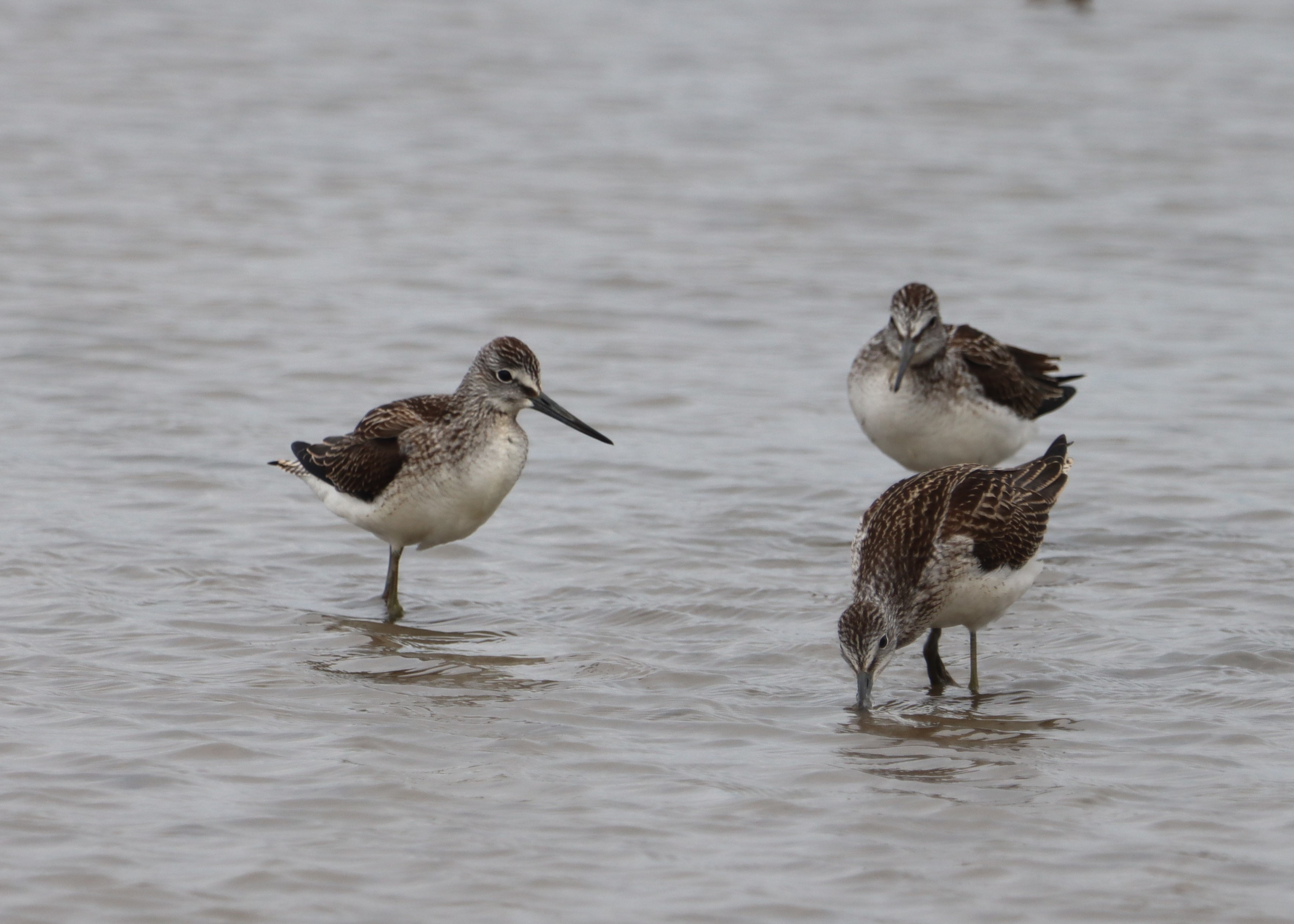 Greenshank - 01-08-2023