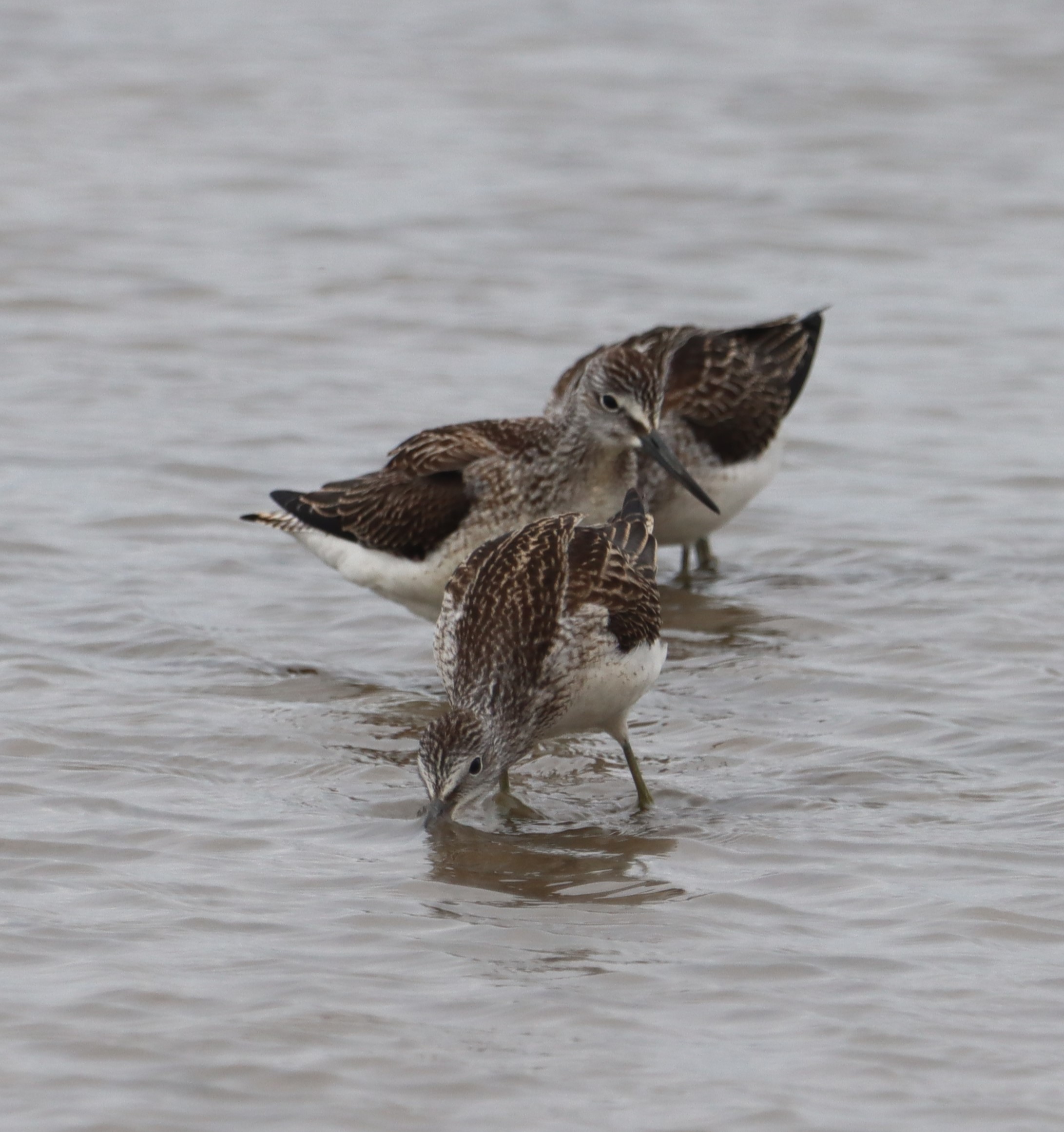 Greenshank - 01-08-2023