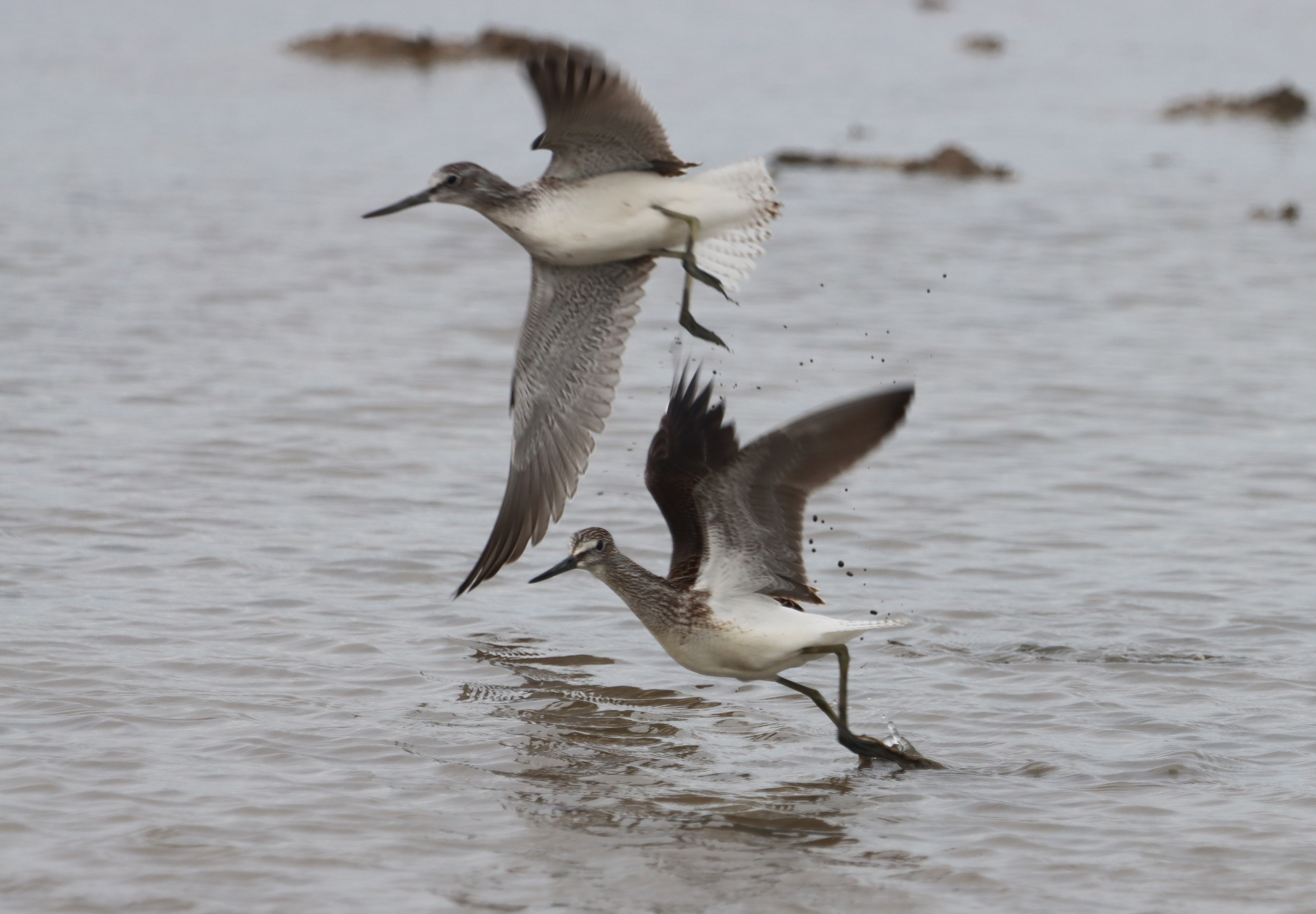 Greenshank - 01-08-2023