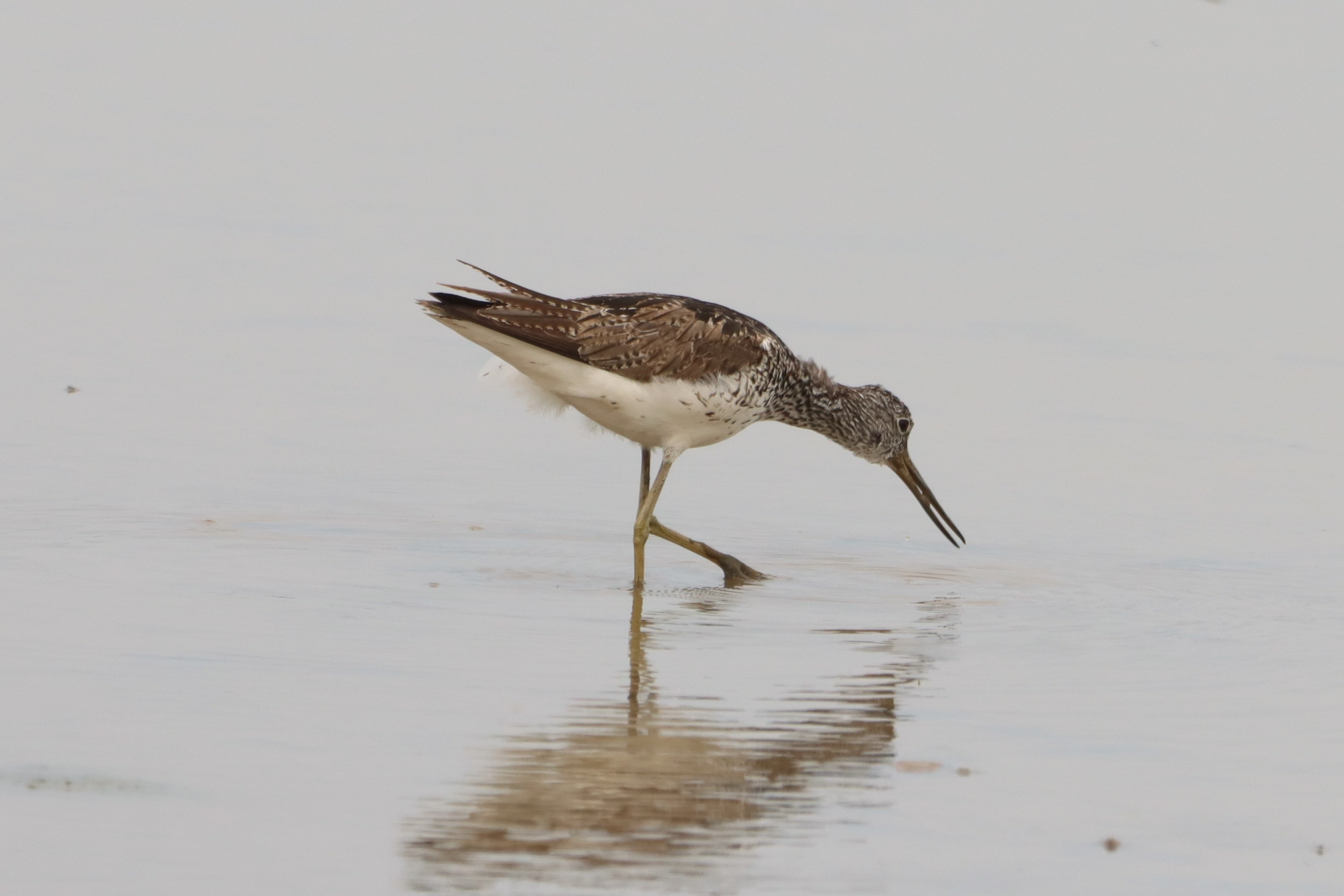 Greenshank - 03-07-2026