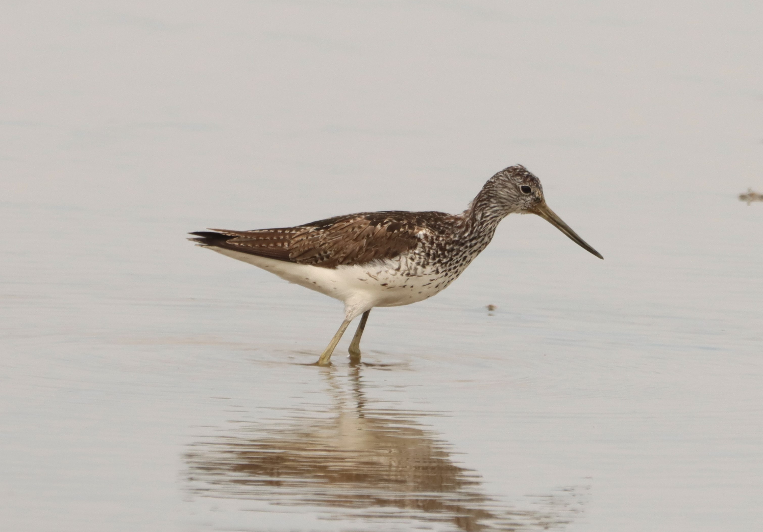 Greenshank - 03-07-2026