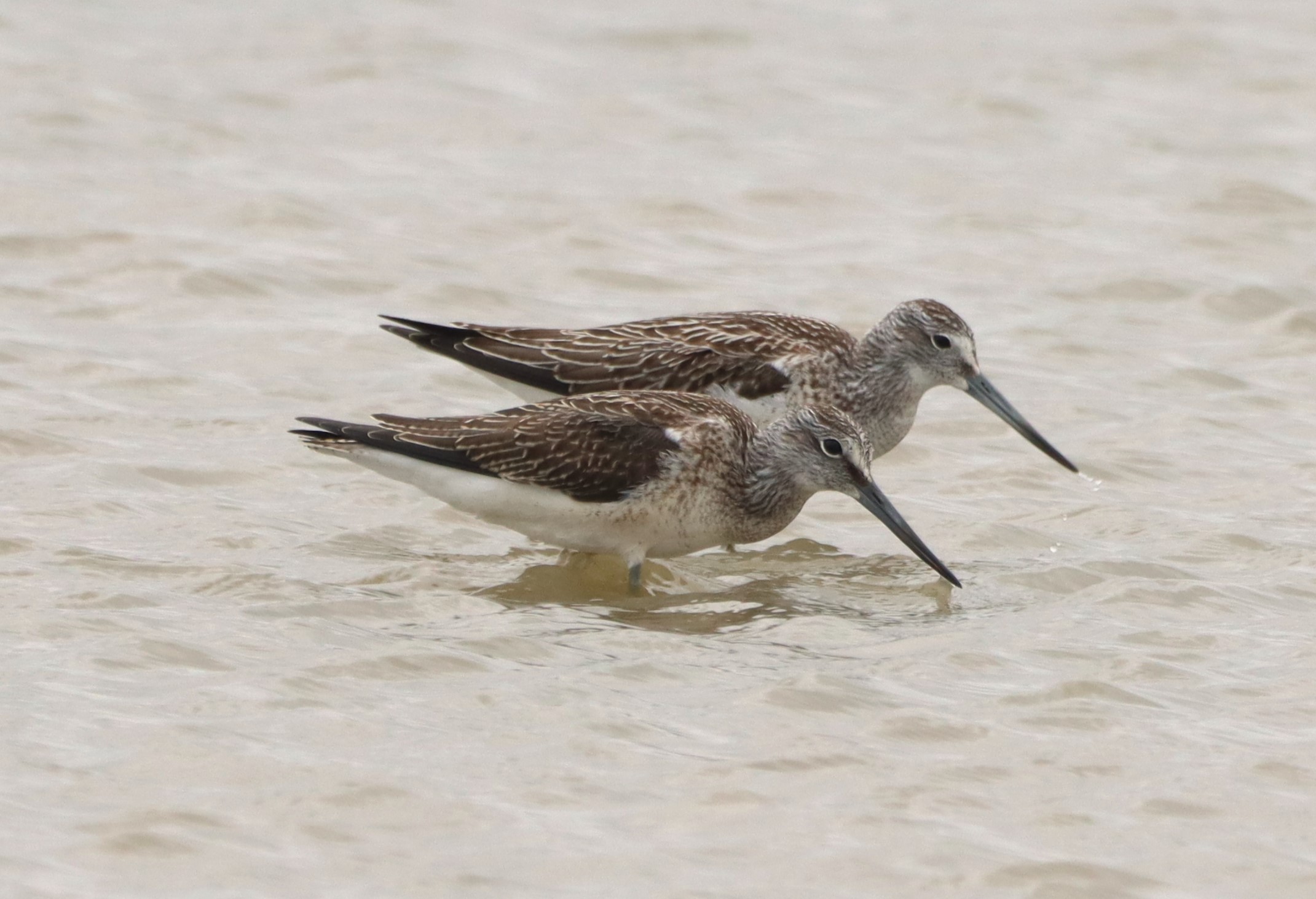 Greenshank - 04-08-2025