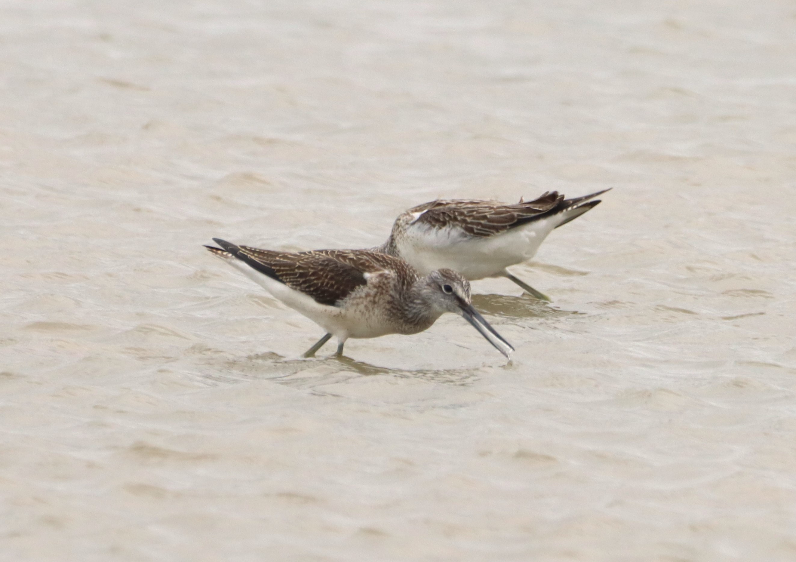 Greenshank - 04-08-2025