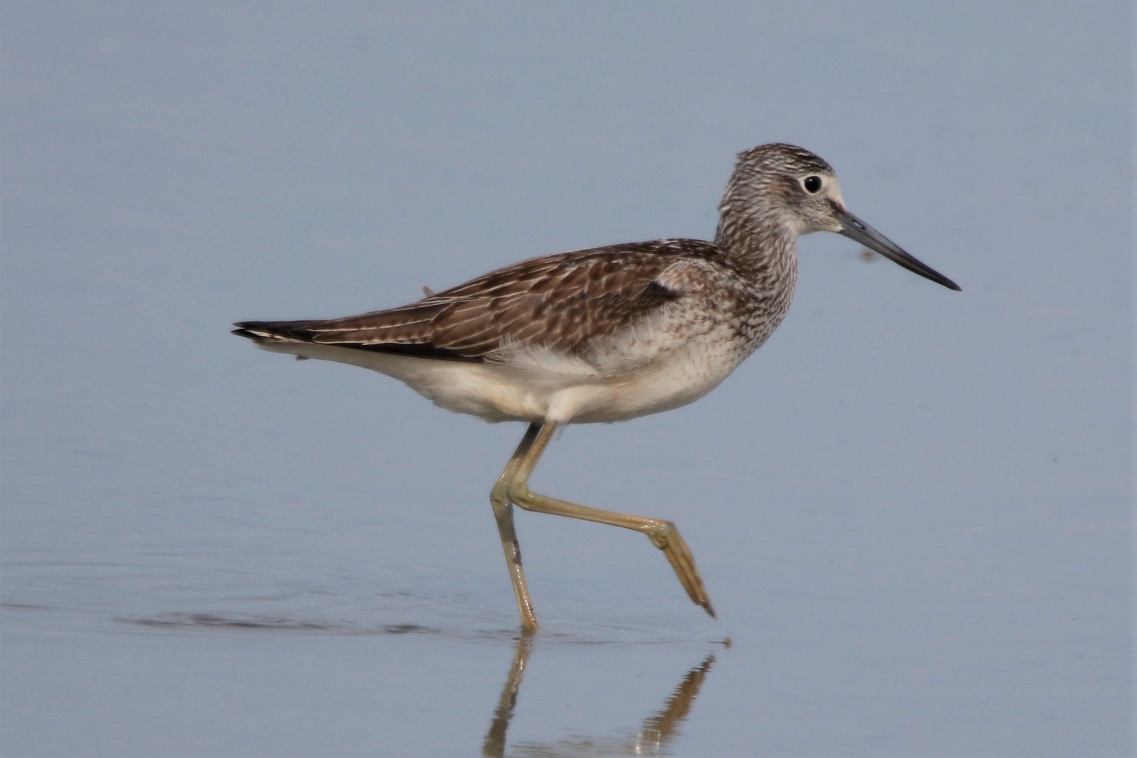 Greenshank - 12-09-2021