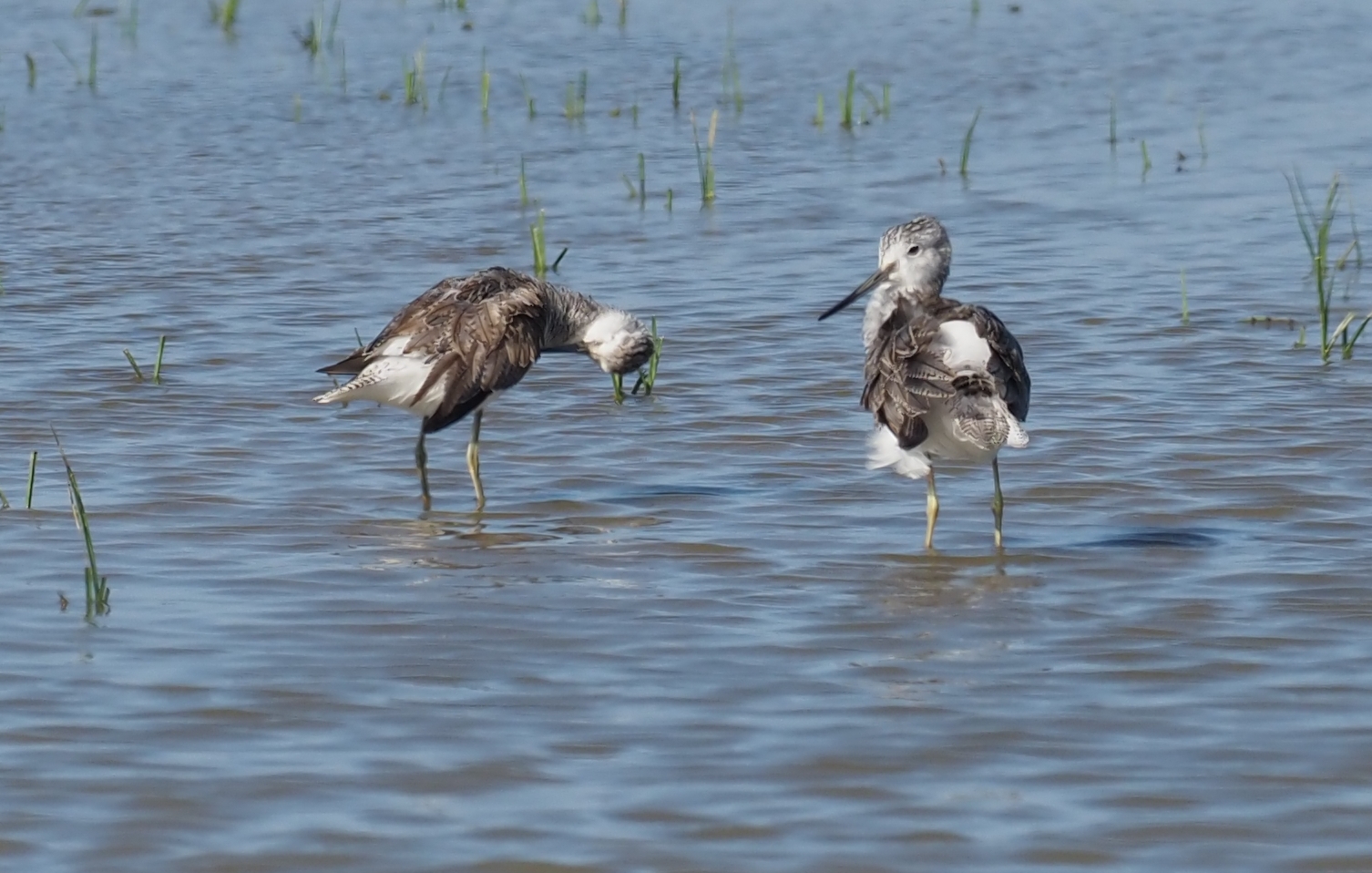 Greenshank - 14-06-2023