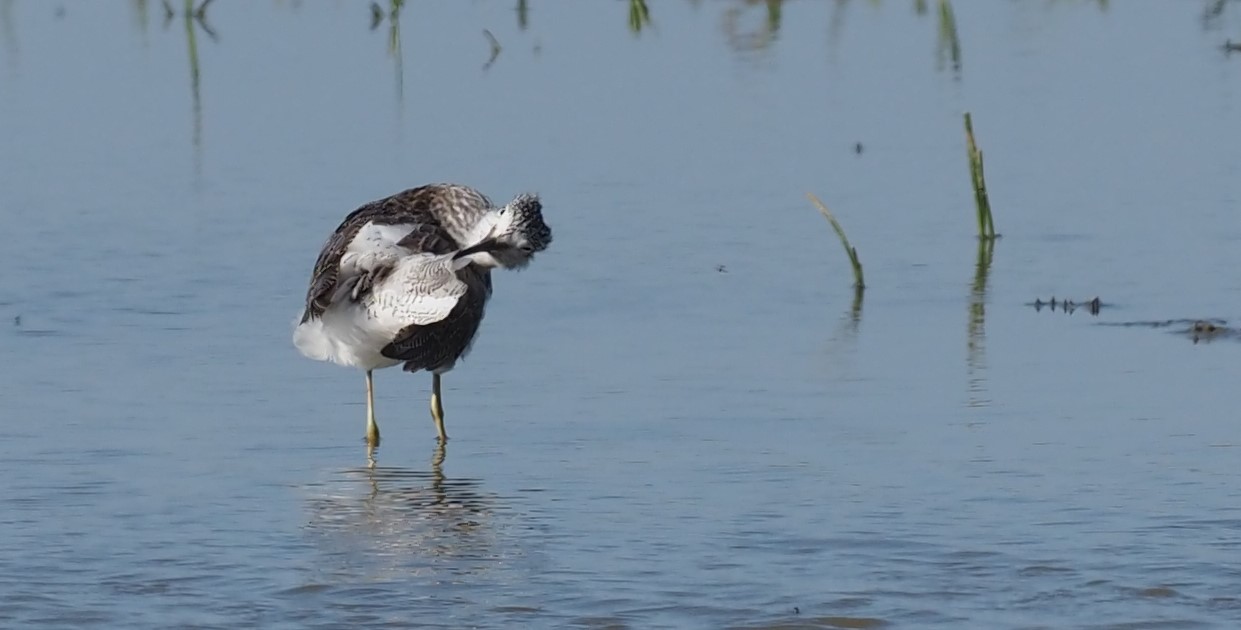 Greenshank - 14-06-2023