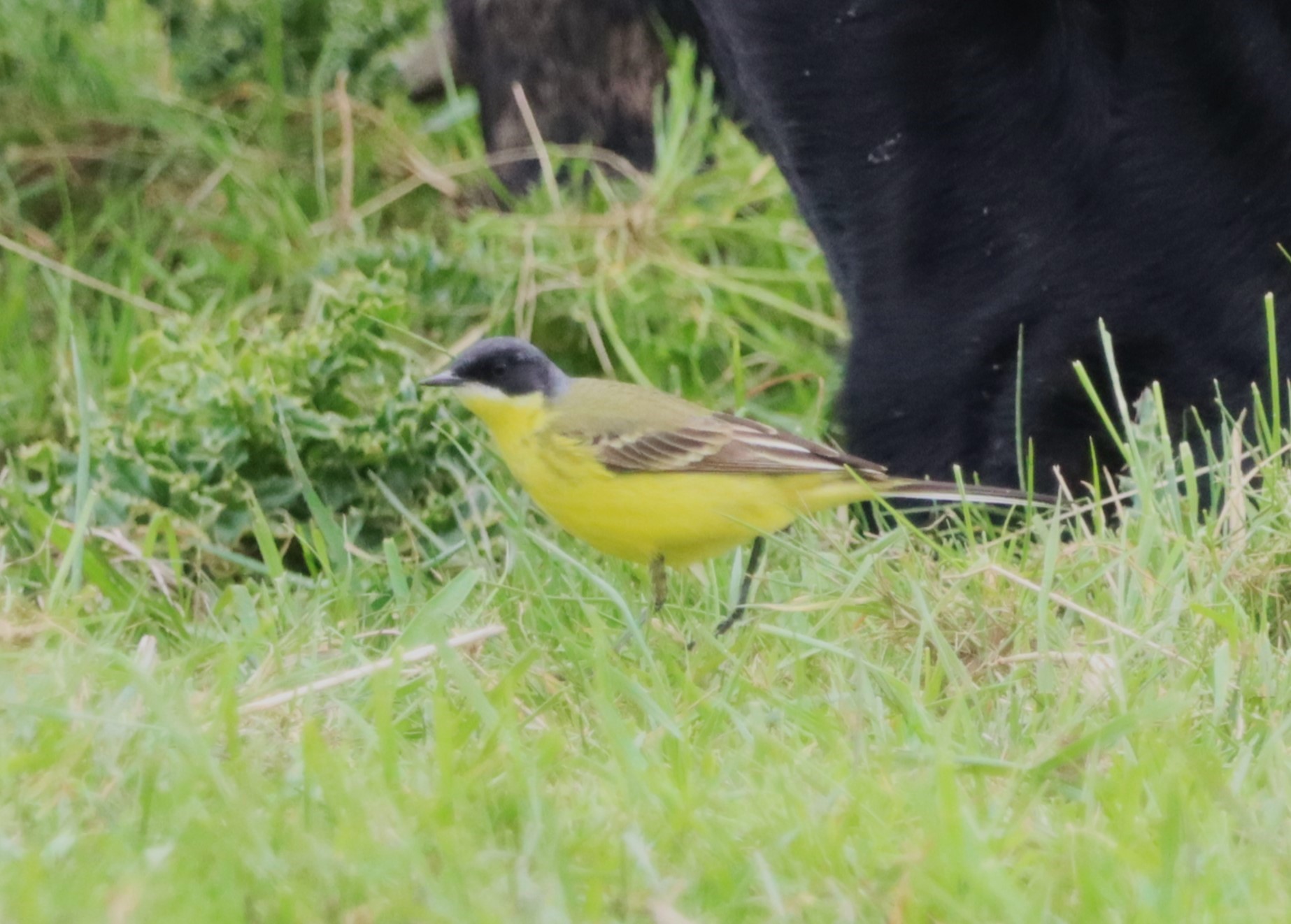 Grey-headed Wagtail - 08-05-2023