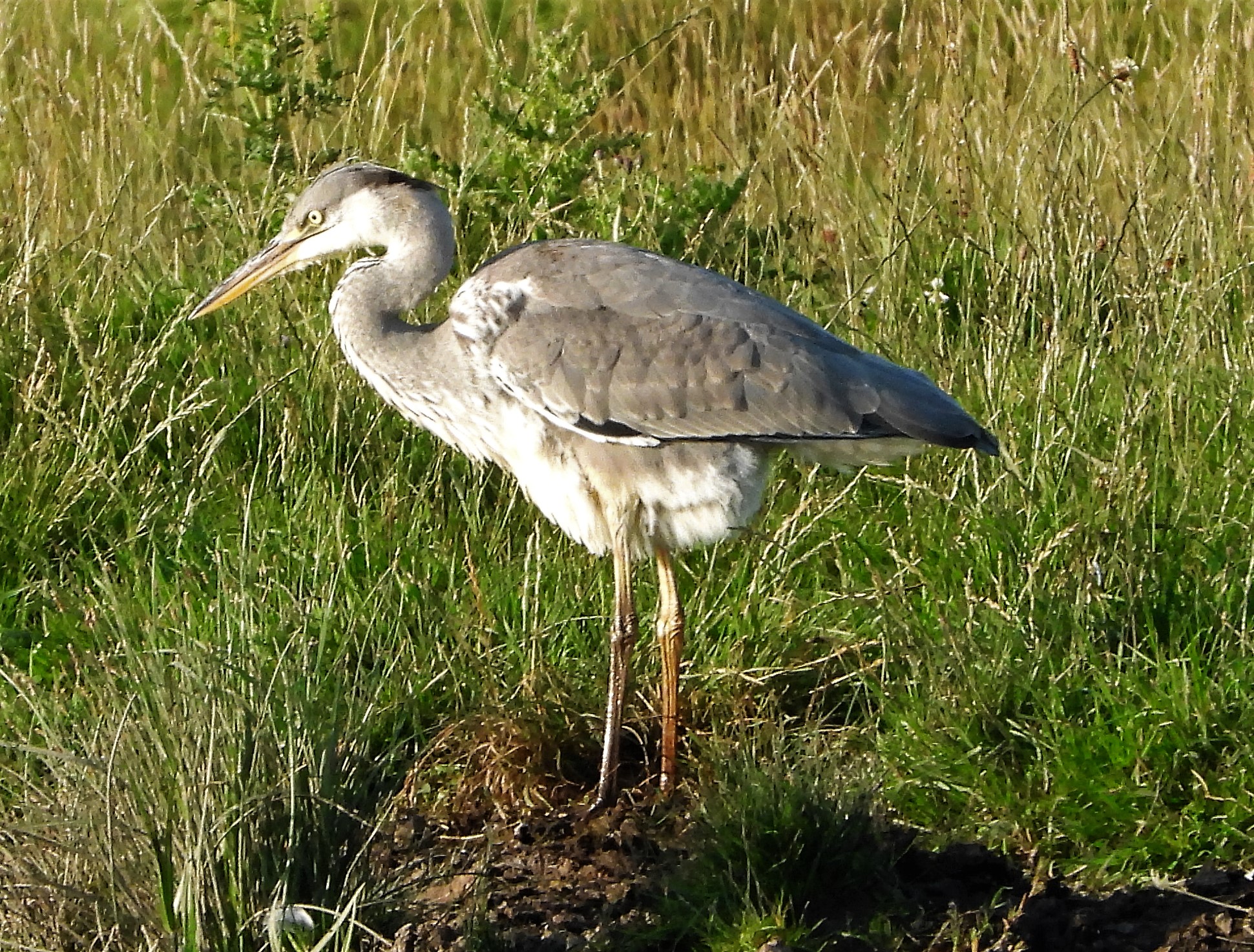 Grey Heron - 18-07-2021