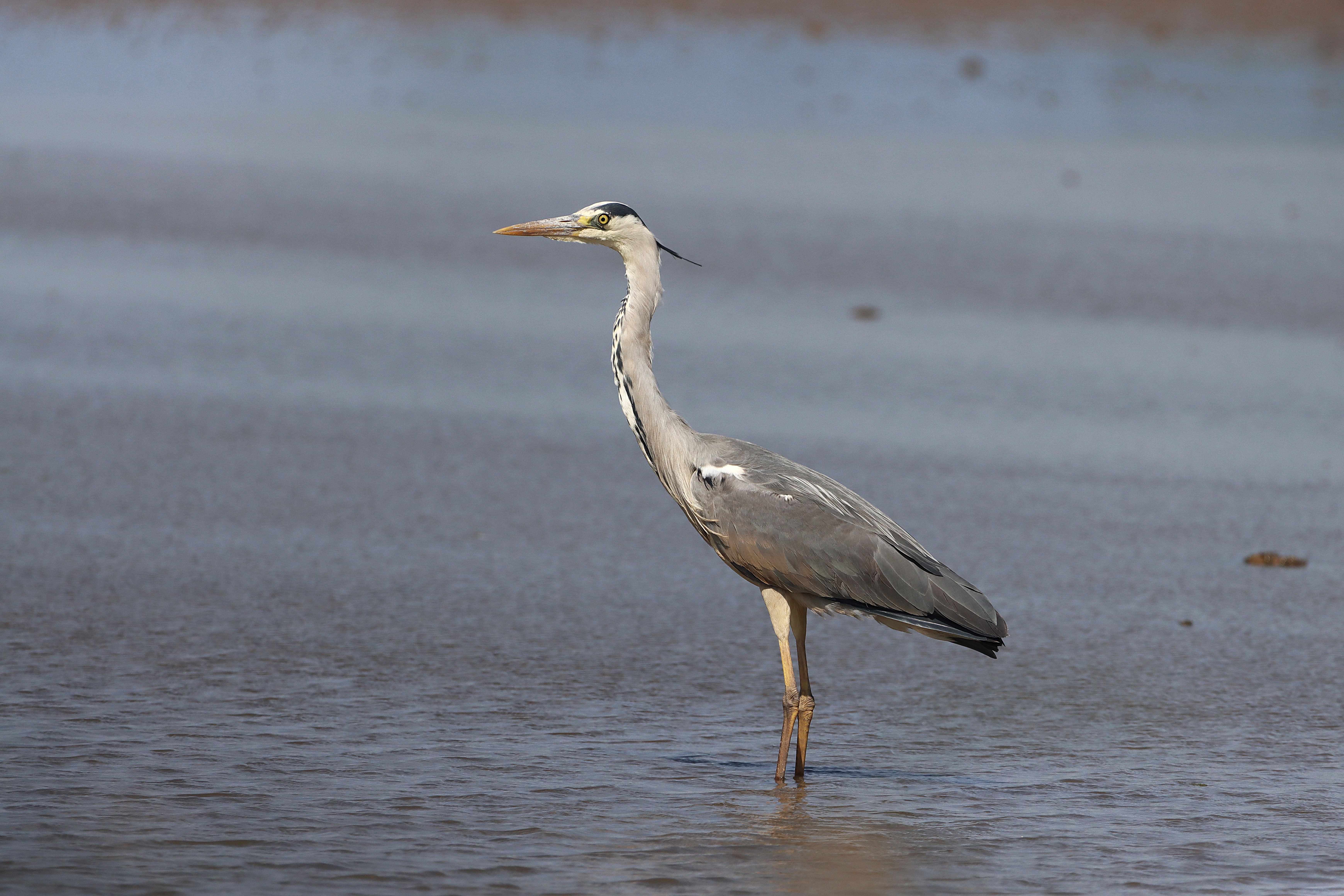 Grey Heron - 22-06-2025