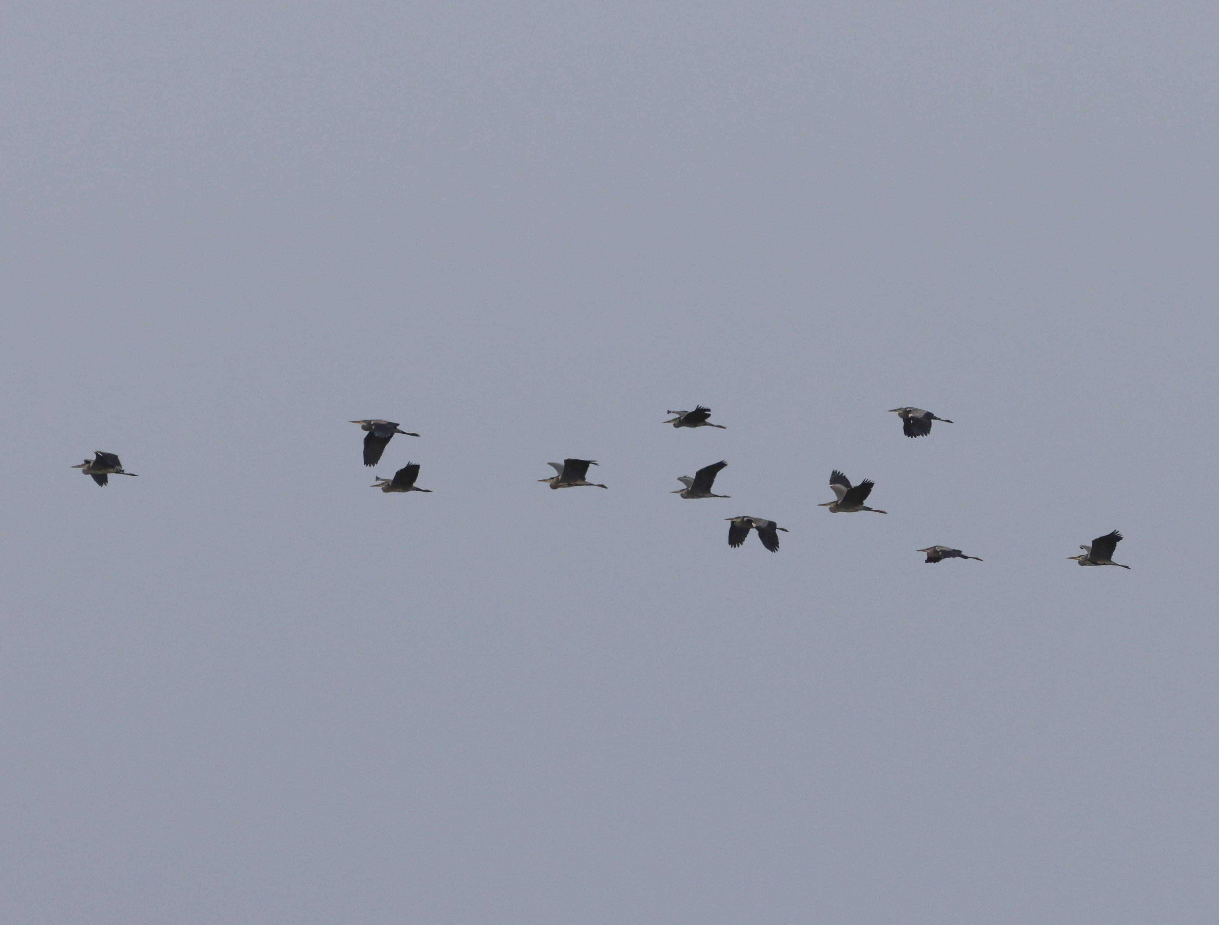 Grey Heron - 08-10-2023