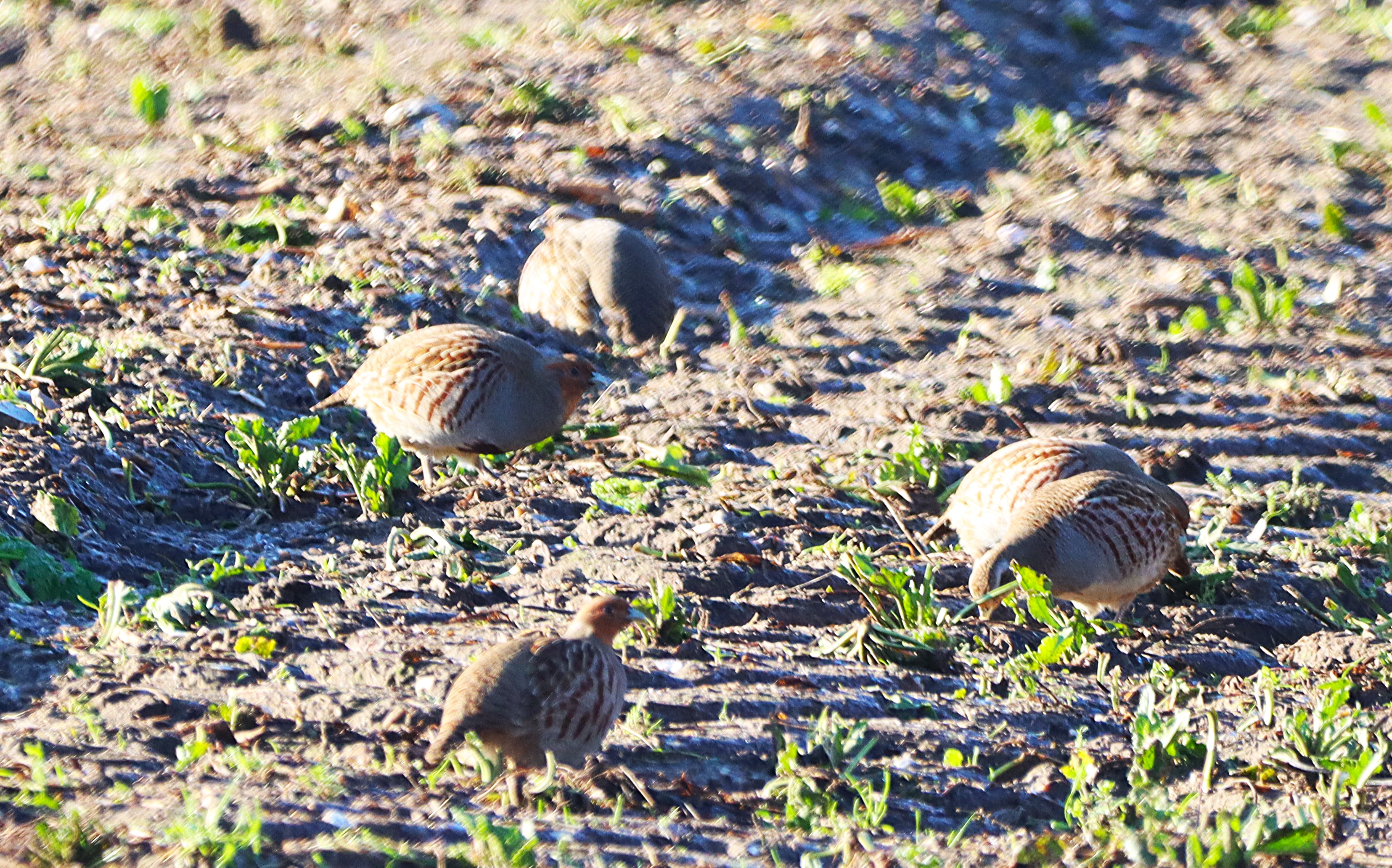 Grey Partridge - 12-01-2025