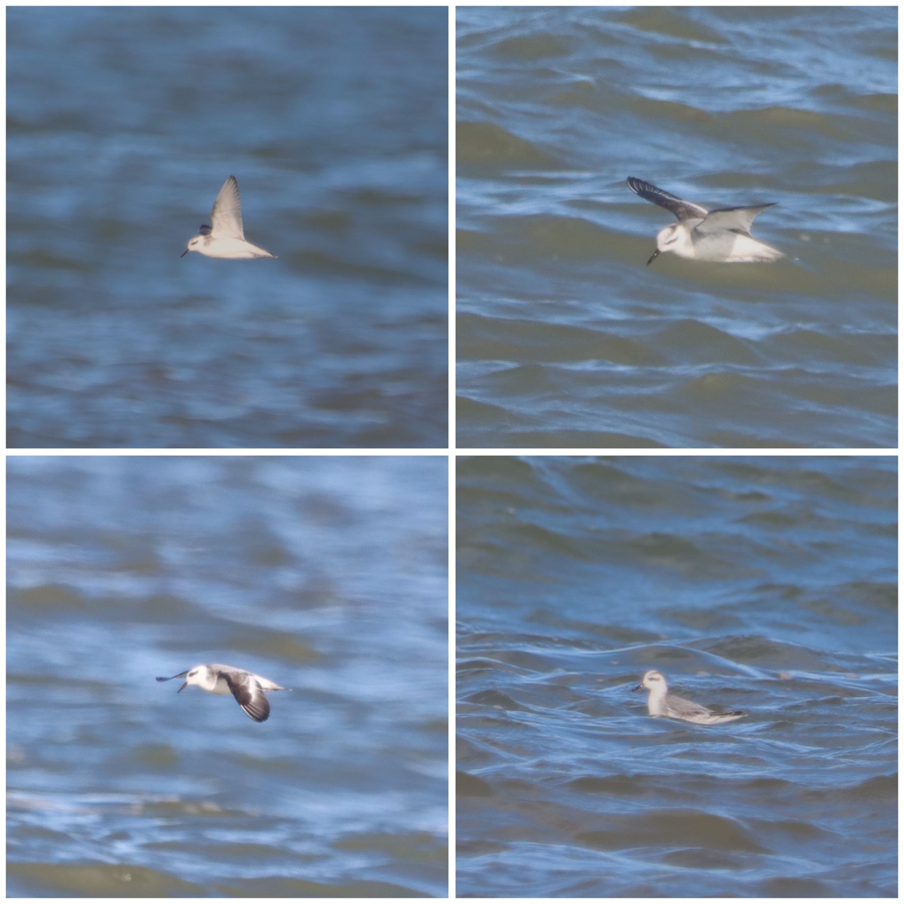 Grey Phalarope - 22-10-2023