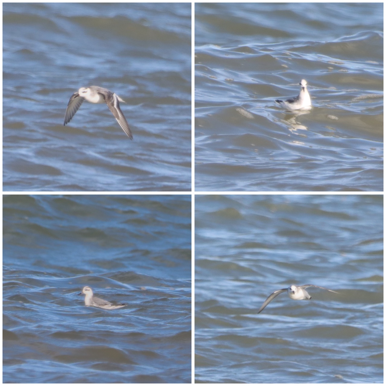 Grey Phalarope - 22-10-2023