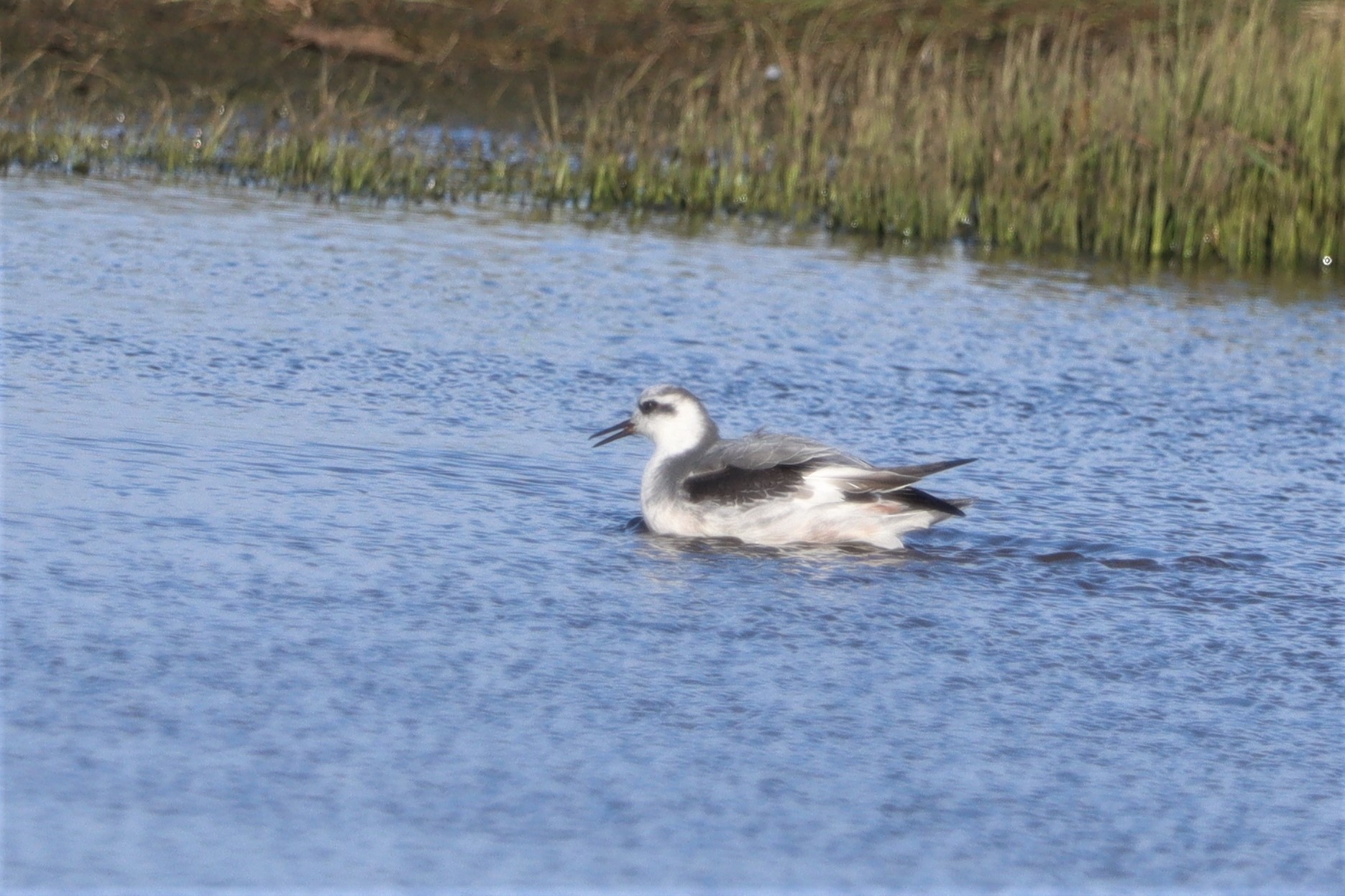 Grey Phalarope - 06-04-2021