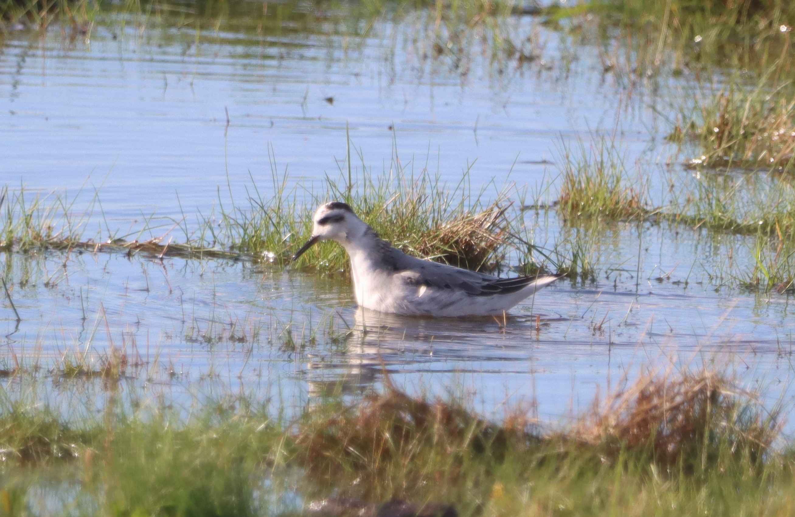 Grey Phalarope - 15-10-2023