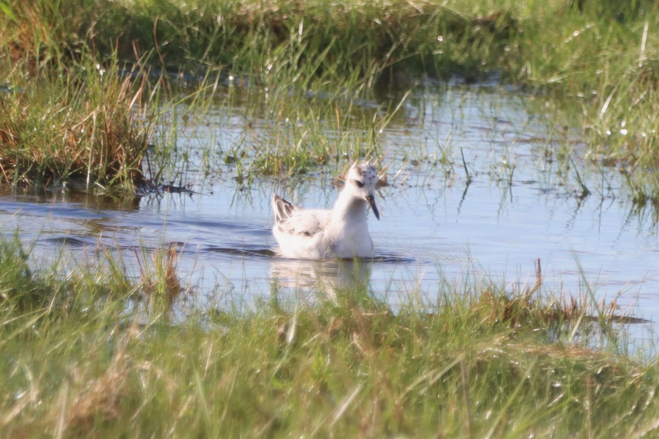 Grey Phalarope - 15-10-2023