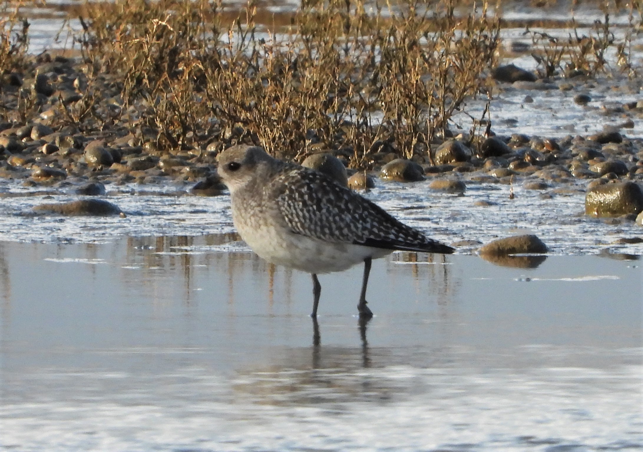 Grey Plover - 14-12-2022