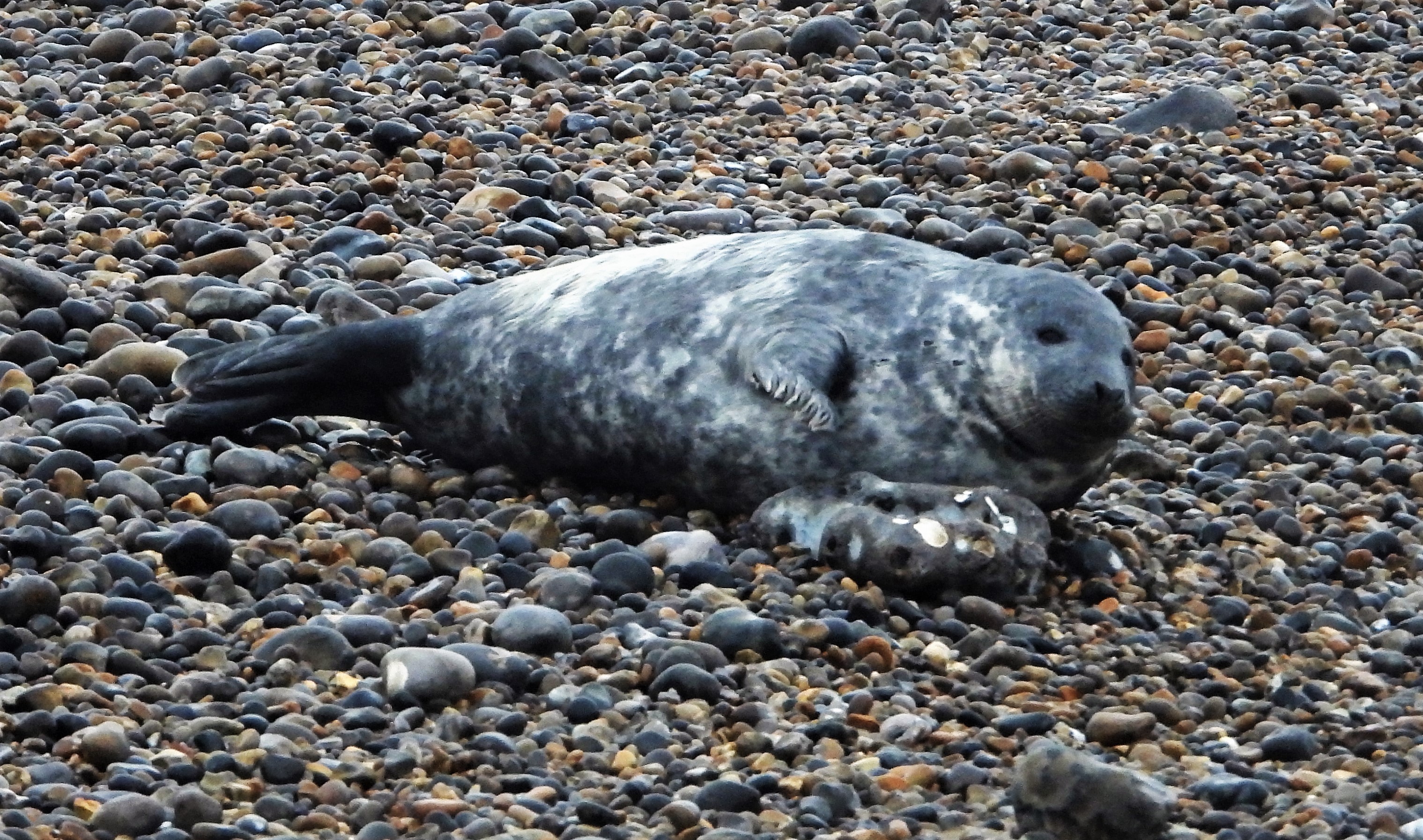 Grey Seal - 14-12-2021