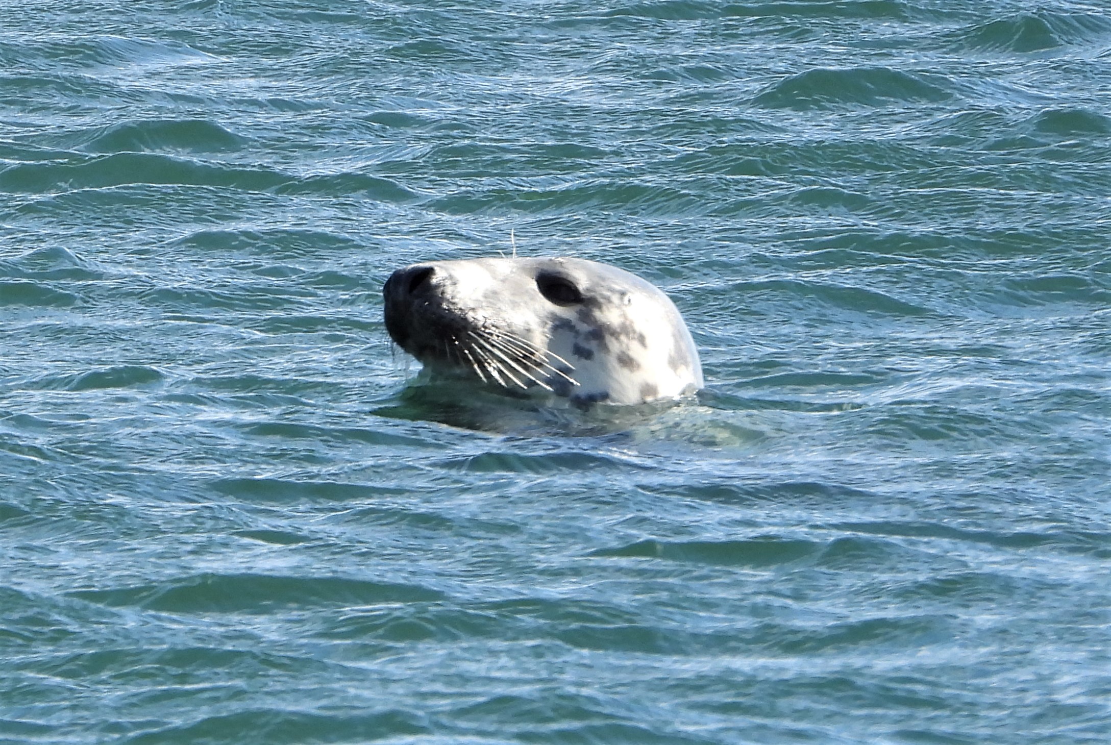 Grey Seal - 02-07-2022