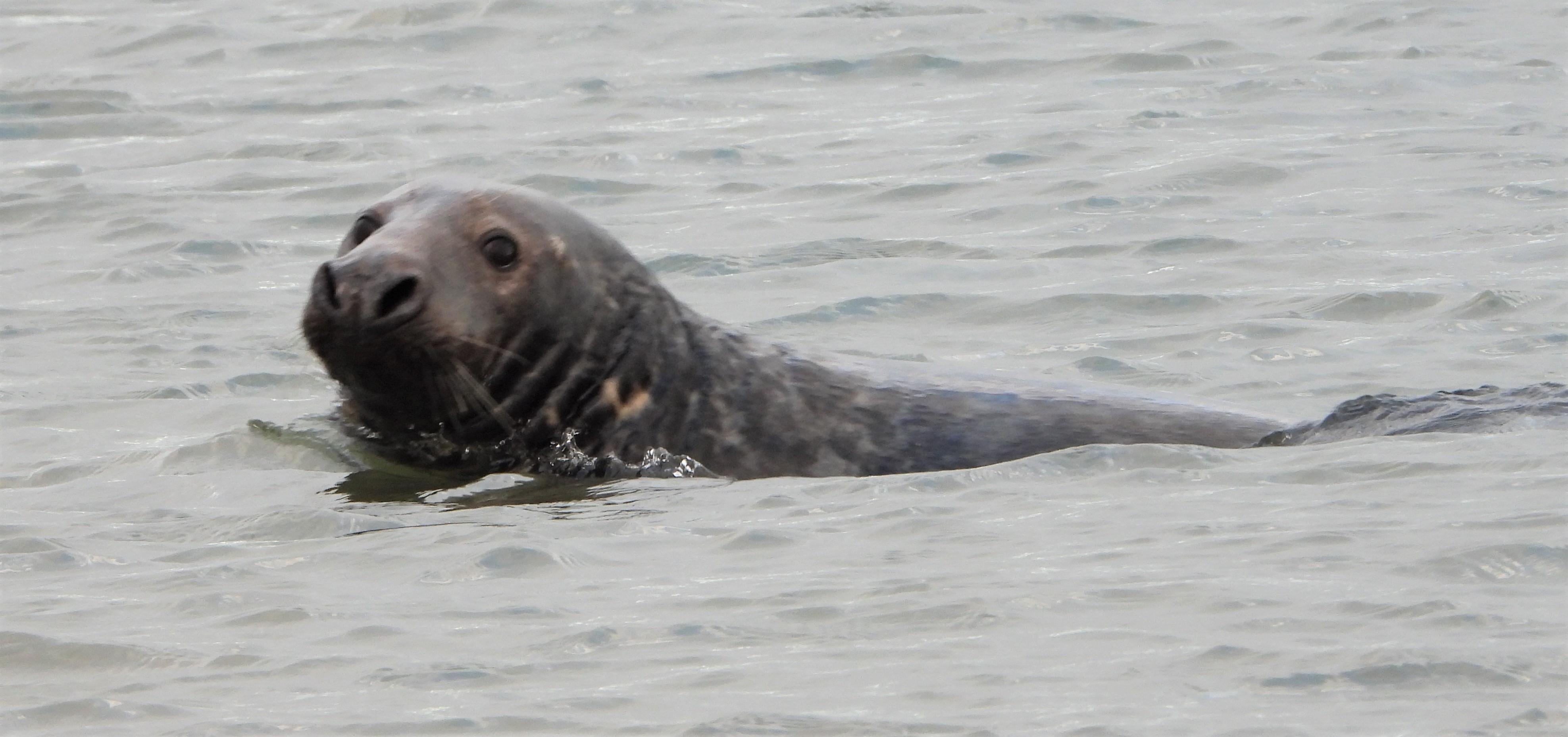 Grey Seal - 09-11-2021