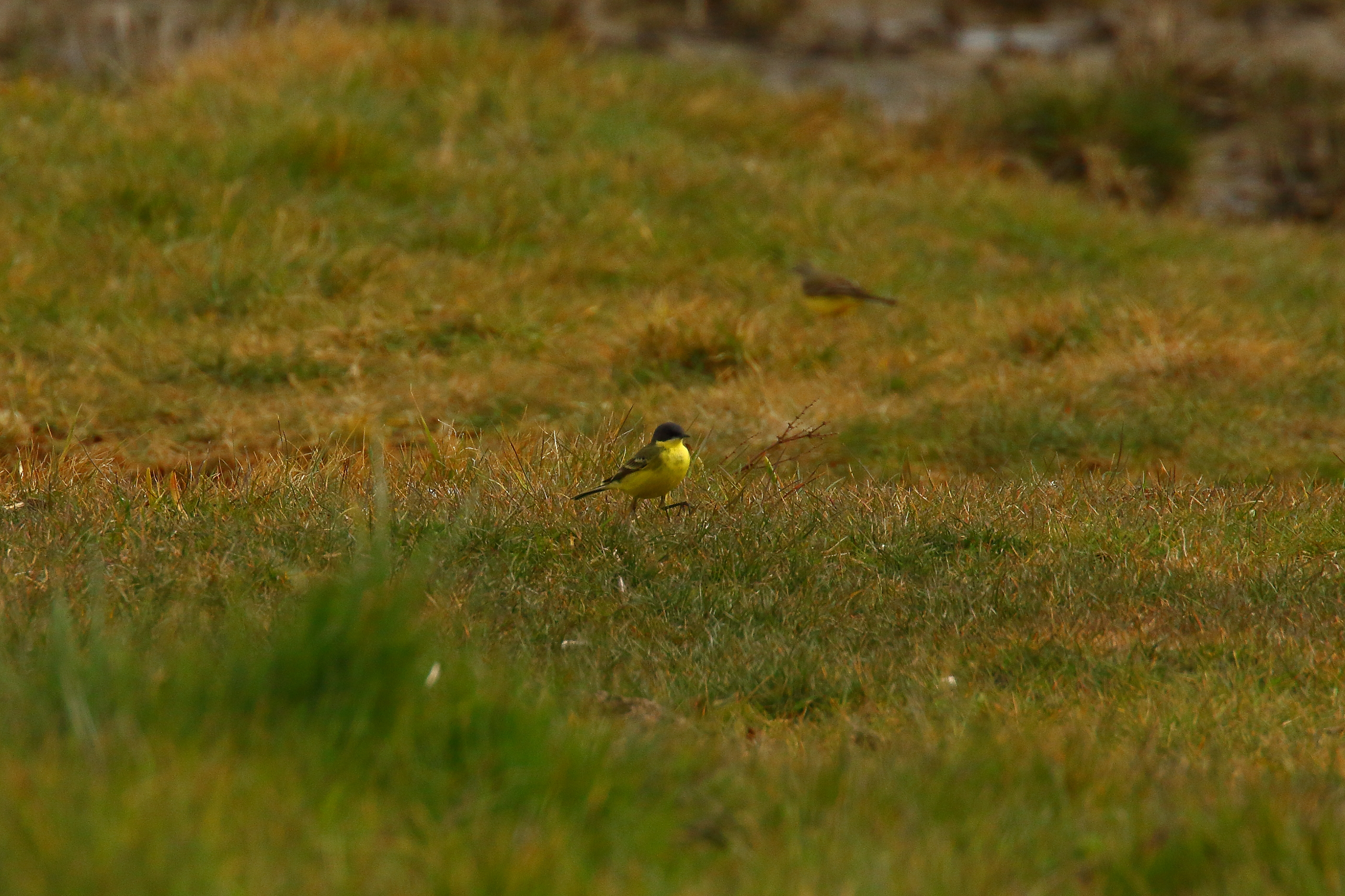 Grey-headed Wagtail - 03-05-2021