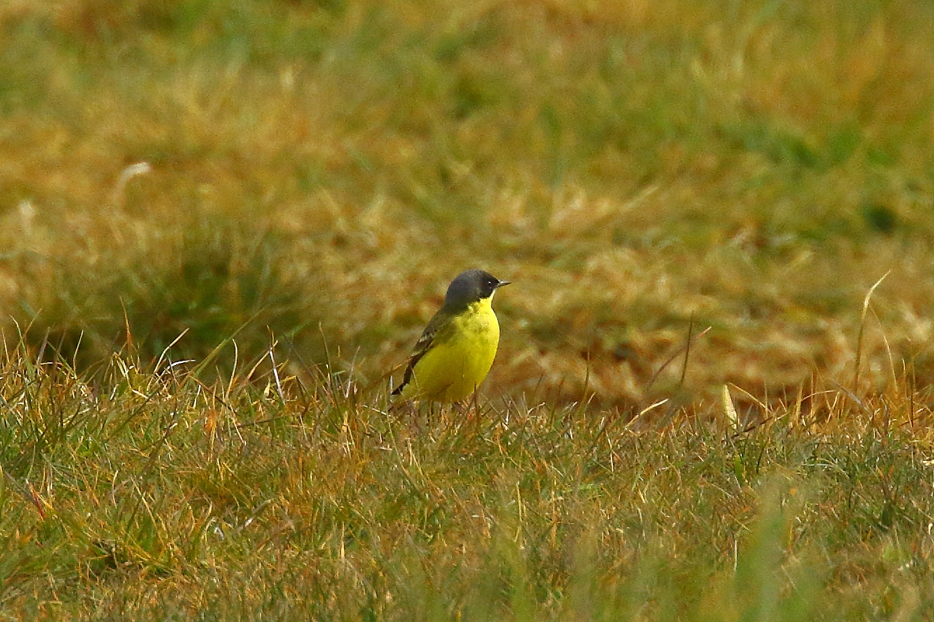 Grey-headed Wagtail - 03-05-2021