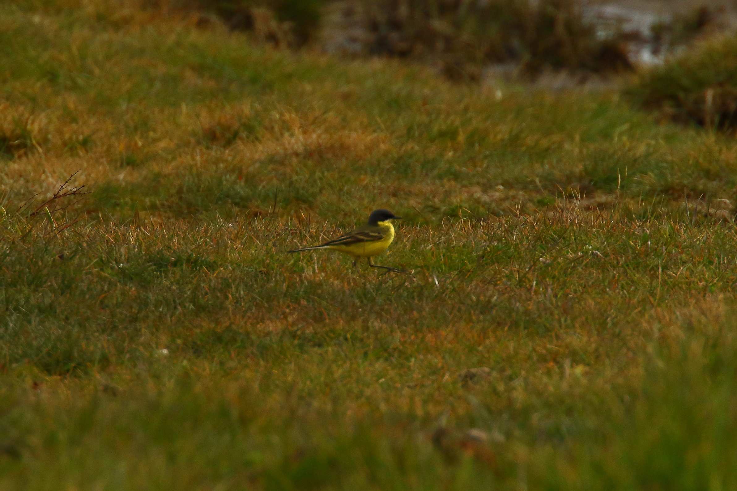 Grey-headed Wagtail - 03-05-2021