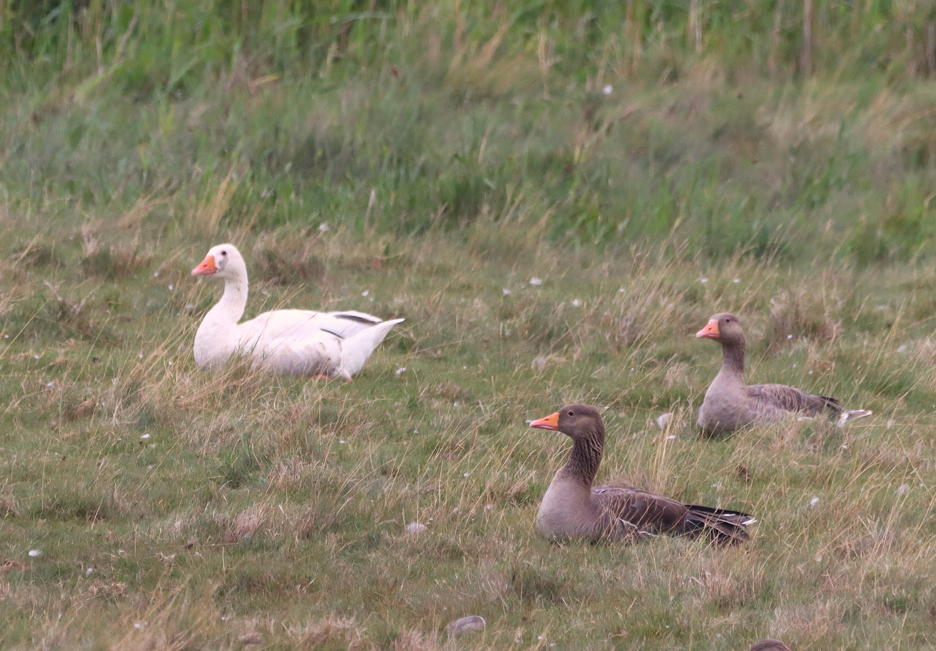 Greylag Goose - 02-08-2025