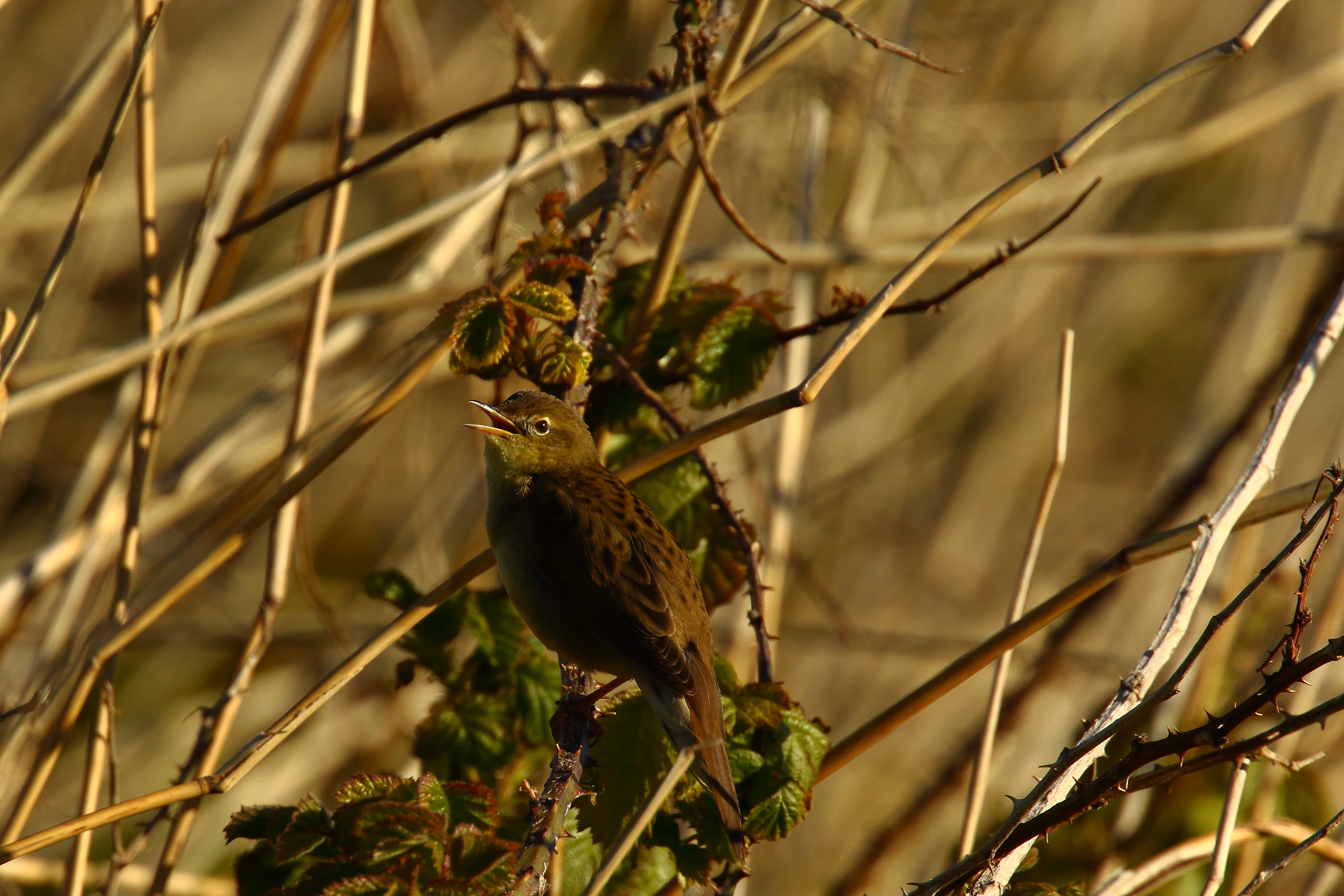 Grasshopper Warbler - 23-04-2021