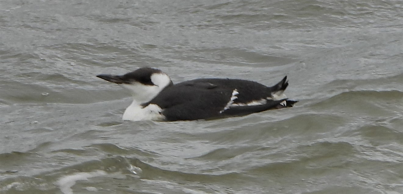 Guillemot - 10-10-2021