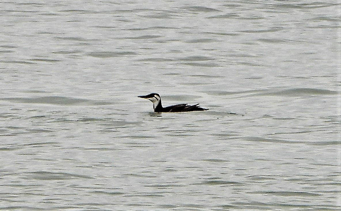 Guillemot - 25-09-2021