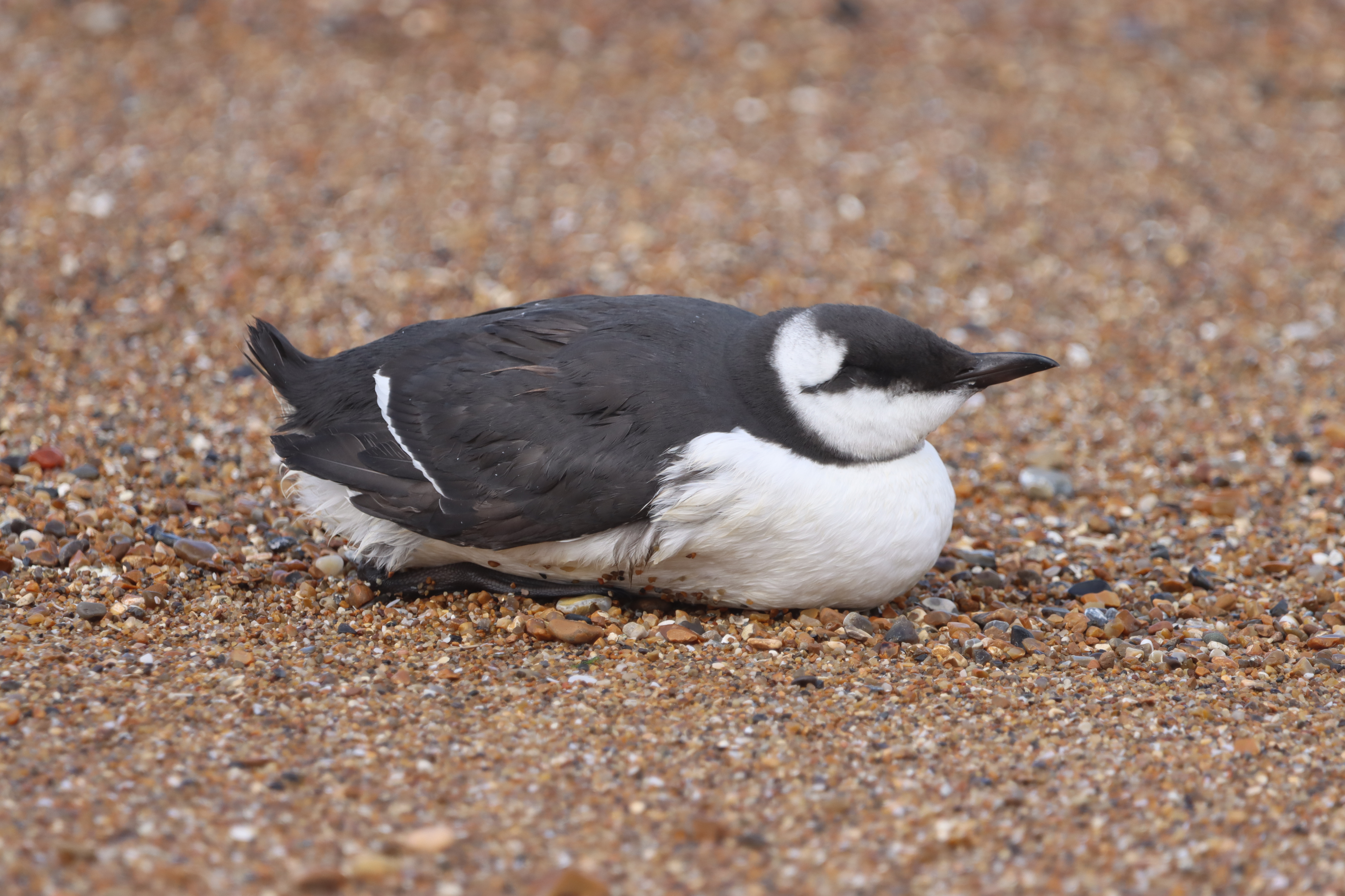 Guillemot - 18-08-2023