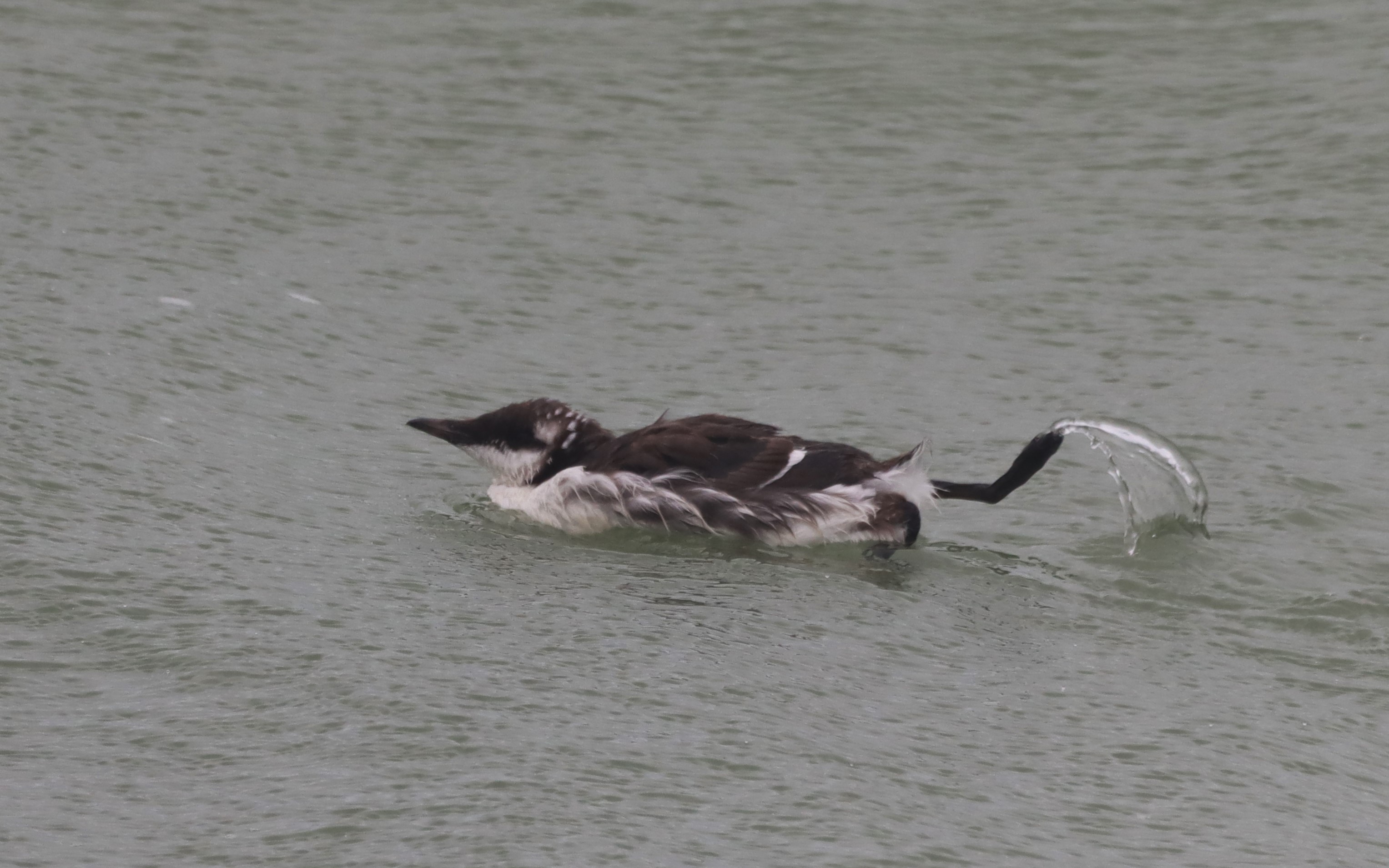 Guillemot - 18-08-2025