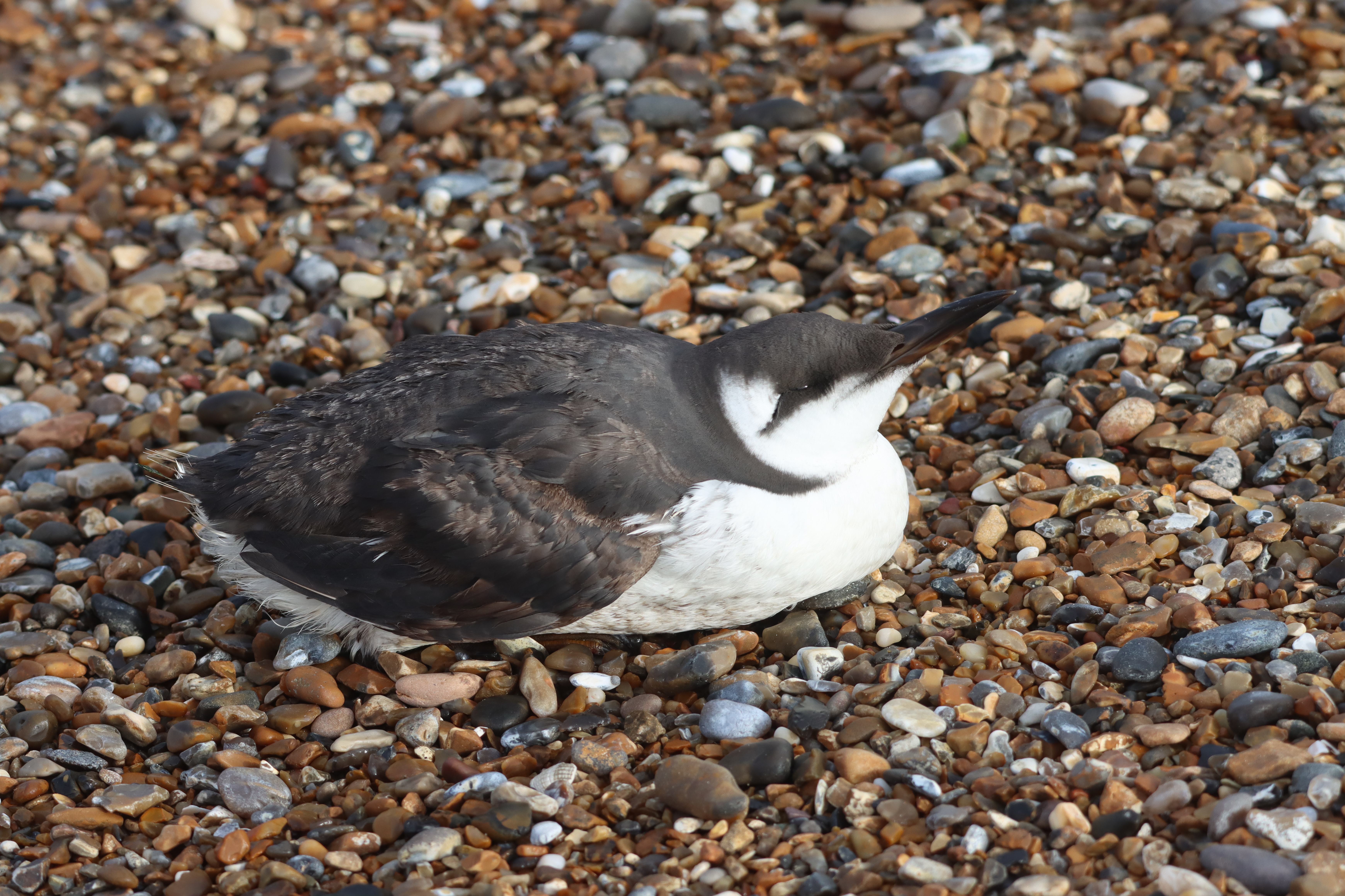 Guillemot - 19-10-2023