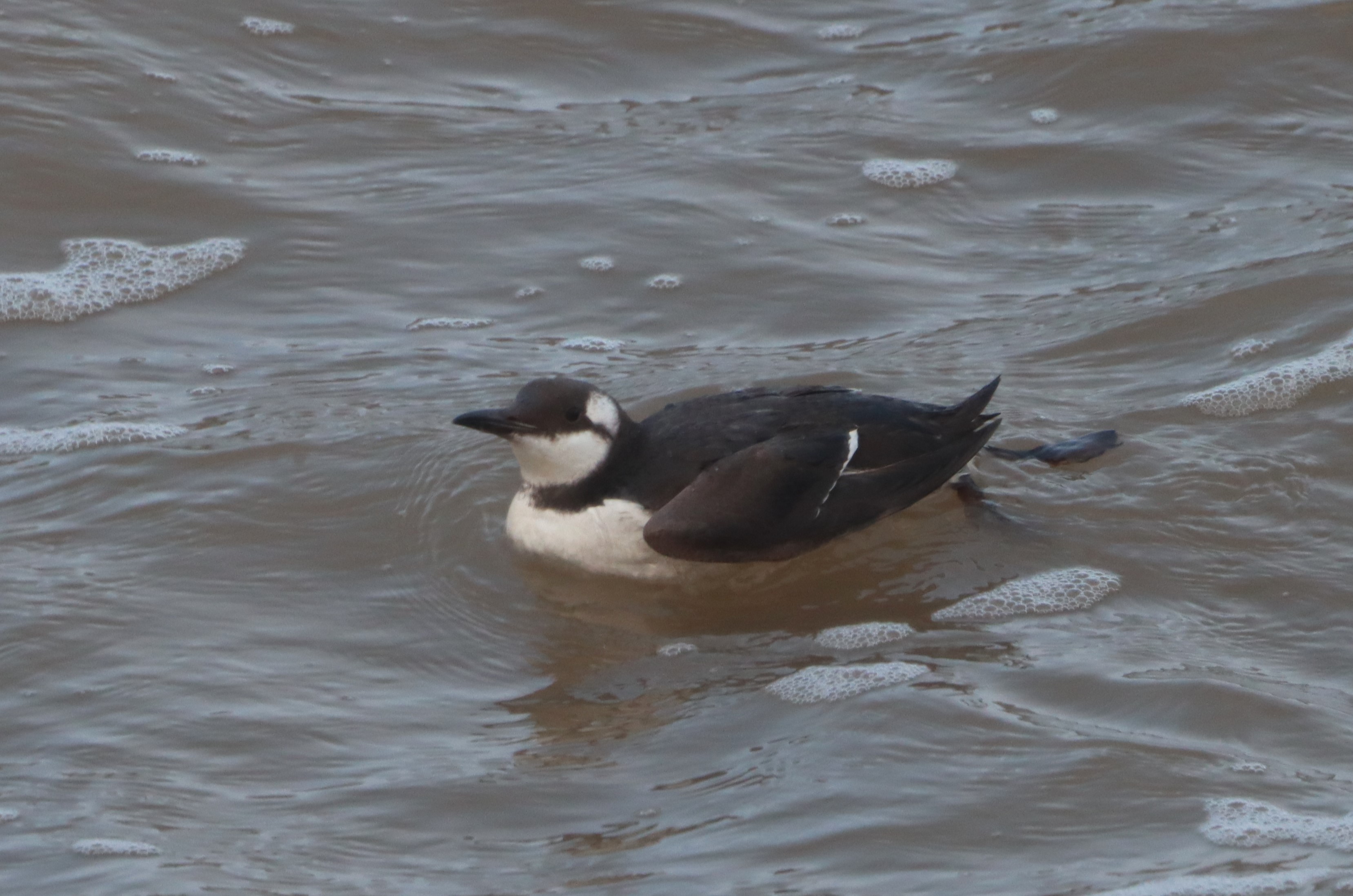 Guillemot - 06-01-2024