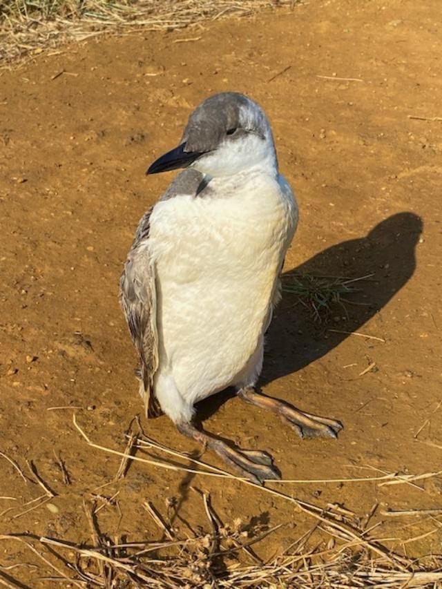 Guillemot - 15-09-2023